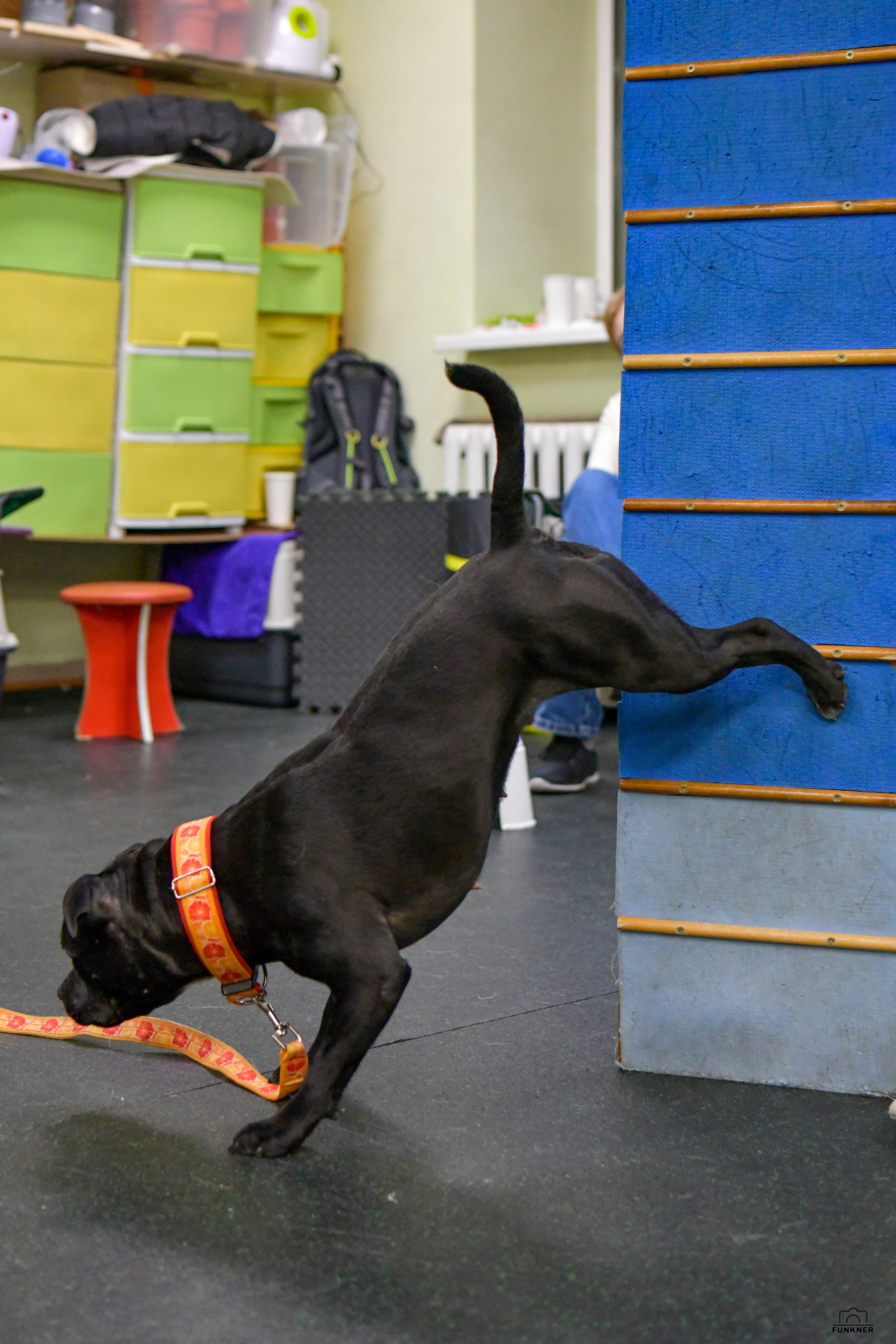 Кинологический клуб «Бодрый хвост». Свой взгляд через объектив