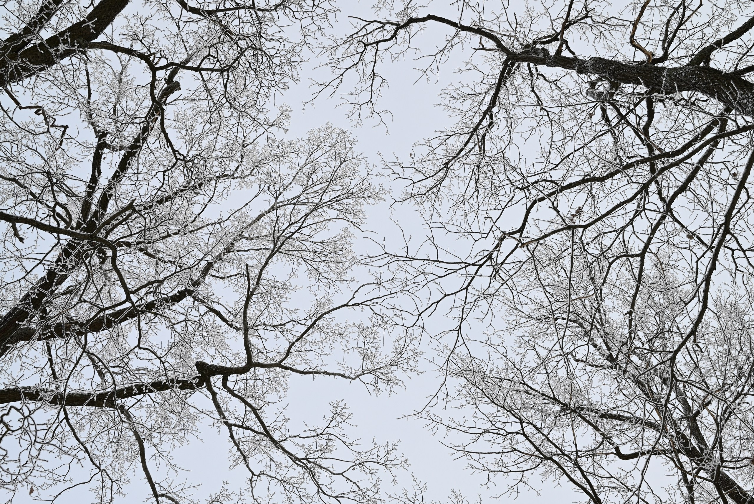 Сказки Севера. Катерина Михеева