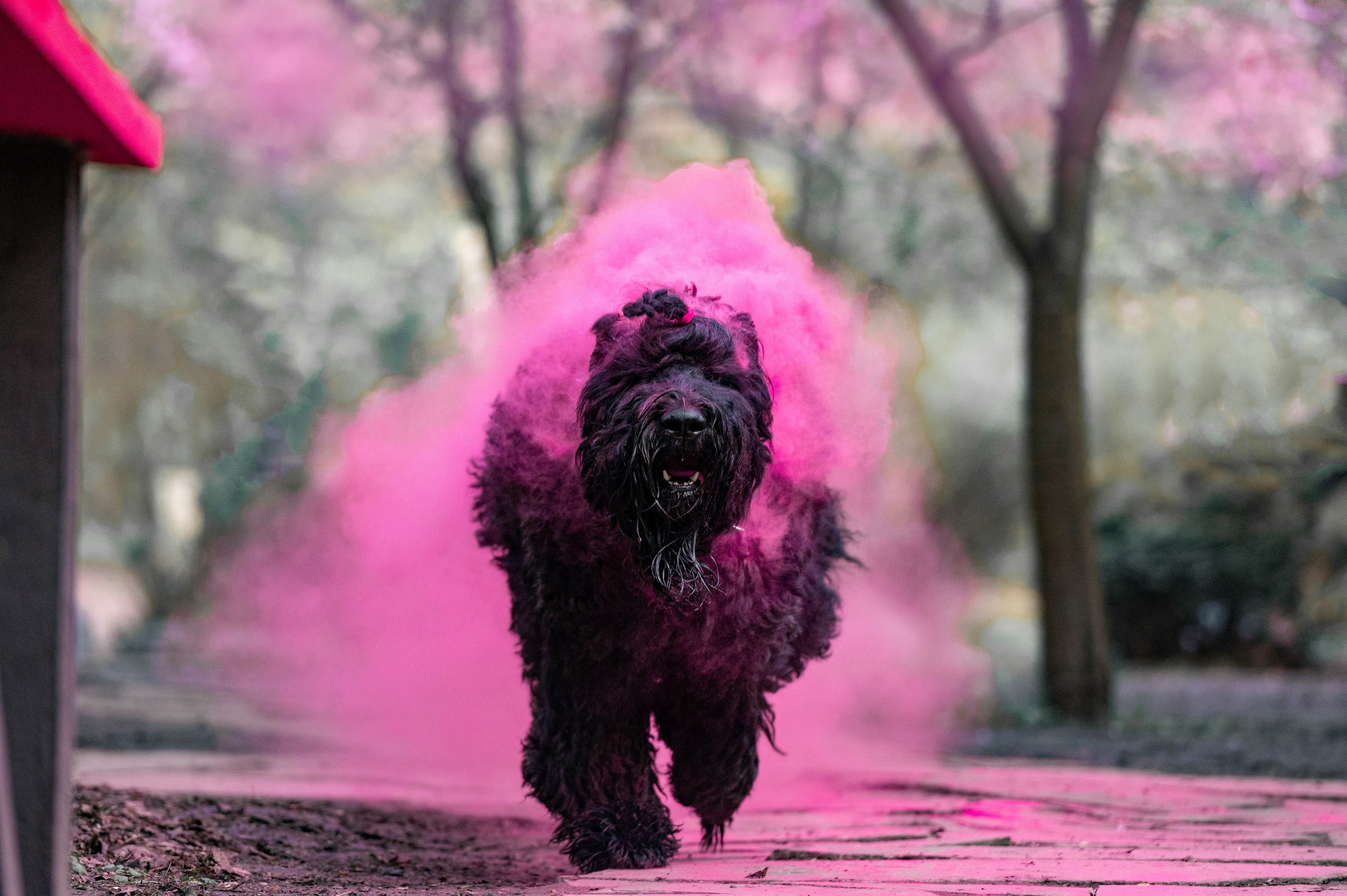 Черныши, сакура и краски холи. Фотограф-анималист