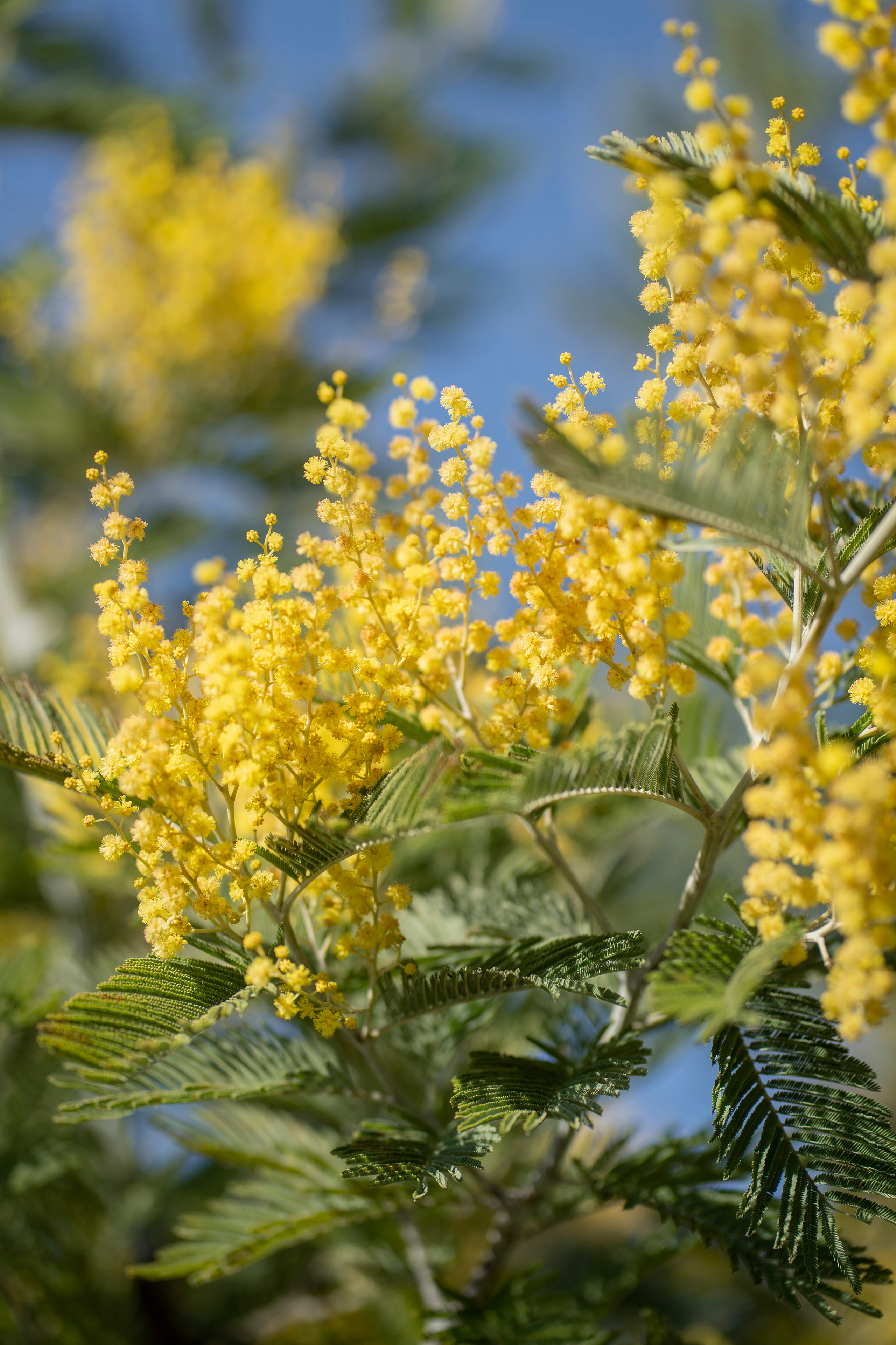 Наверное так должна выглядеть весна? В образе весны-Мария. Лариса Коновалова — портретный фотограф (Майкоп, Краснодар)