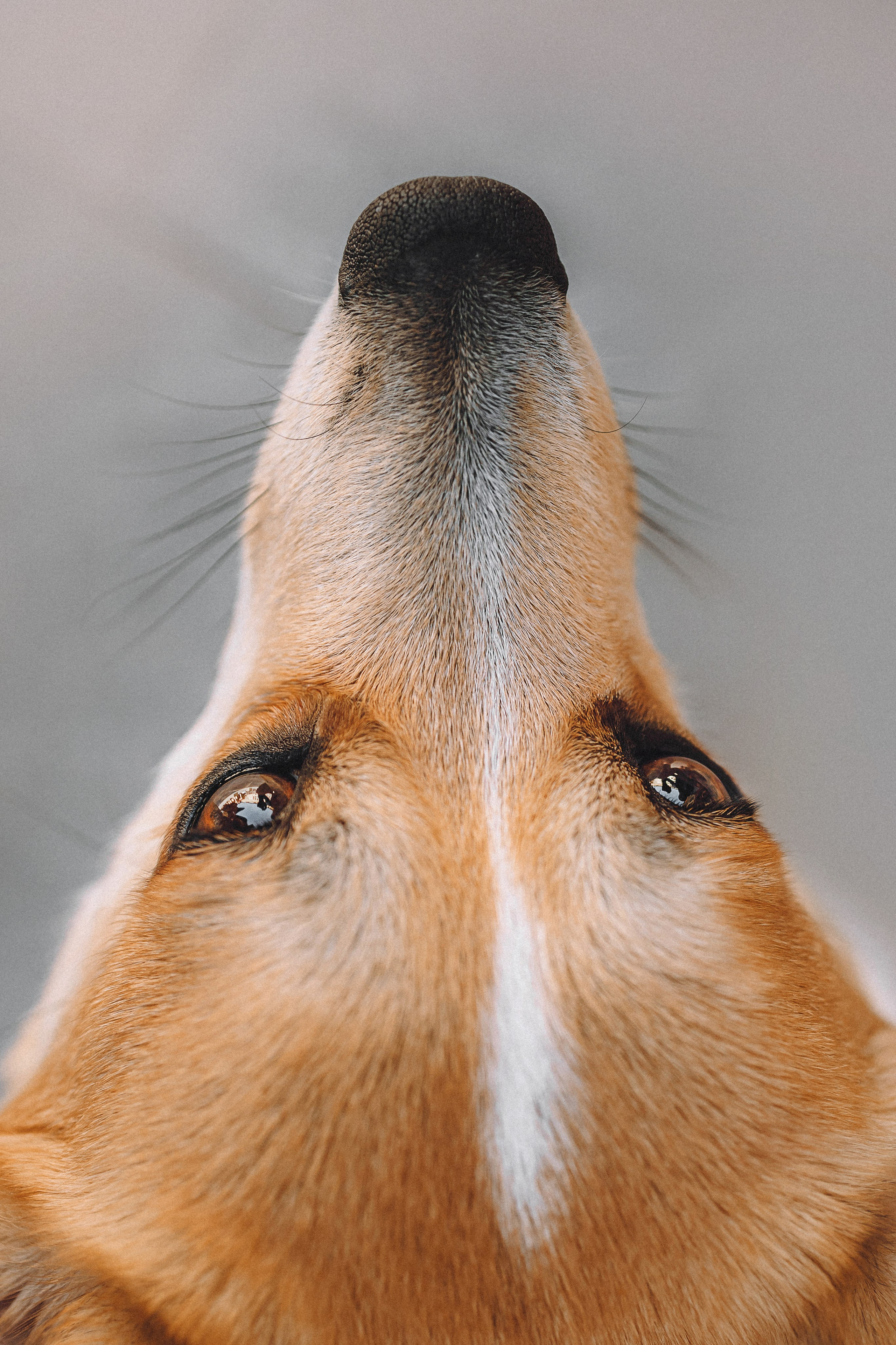 Вика и Мейзи