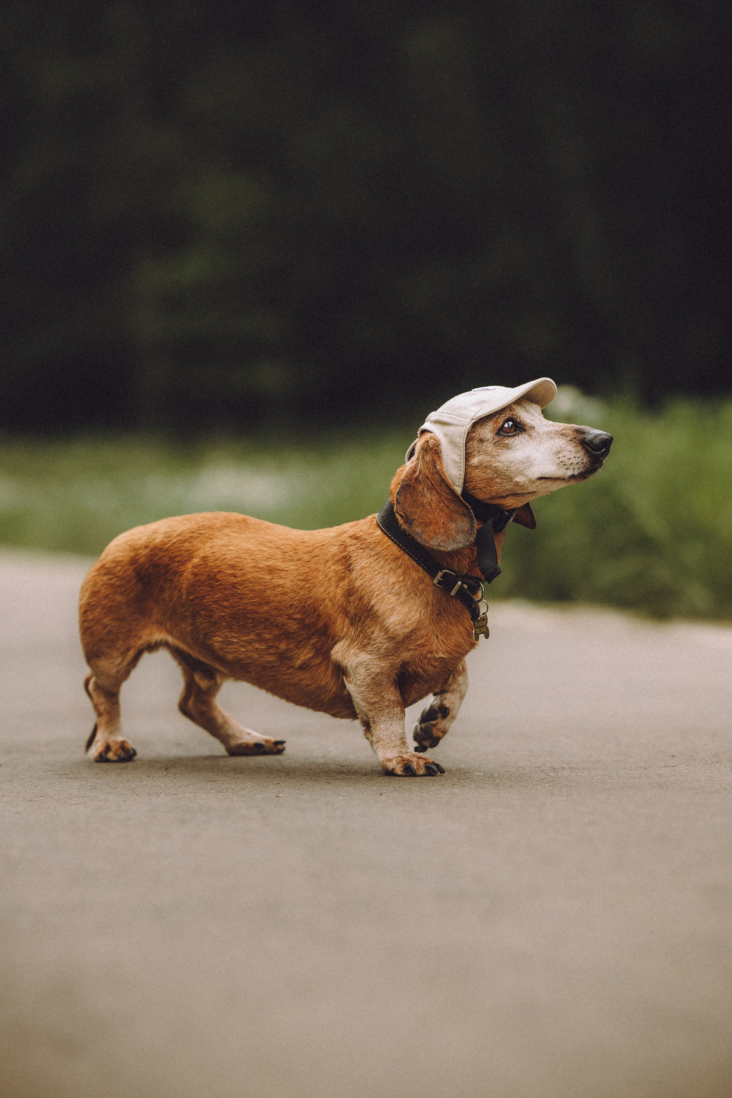 Груша, Данни, Фунтик и их семья