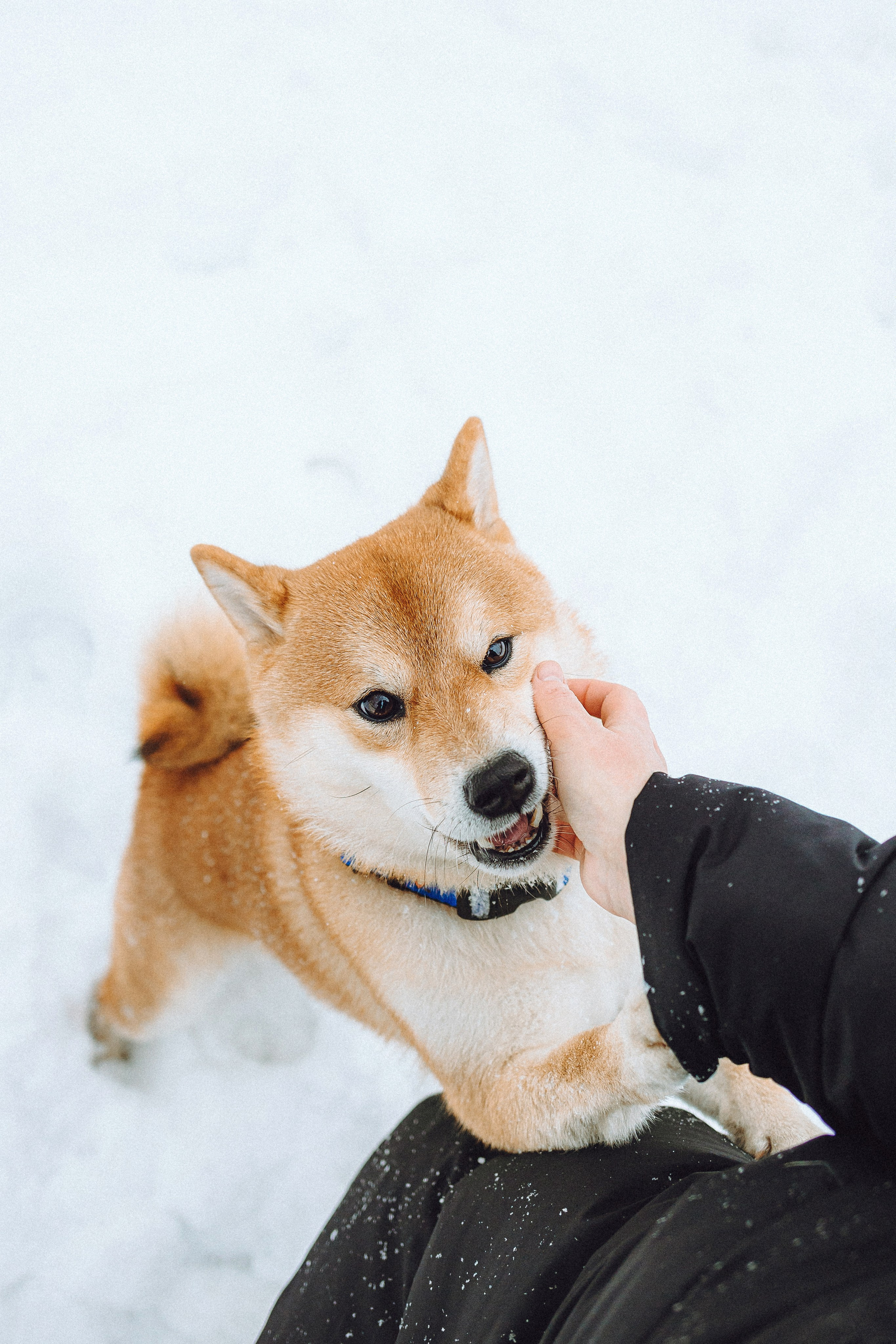 Настя и Ронин
