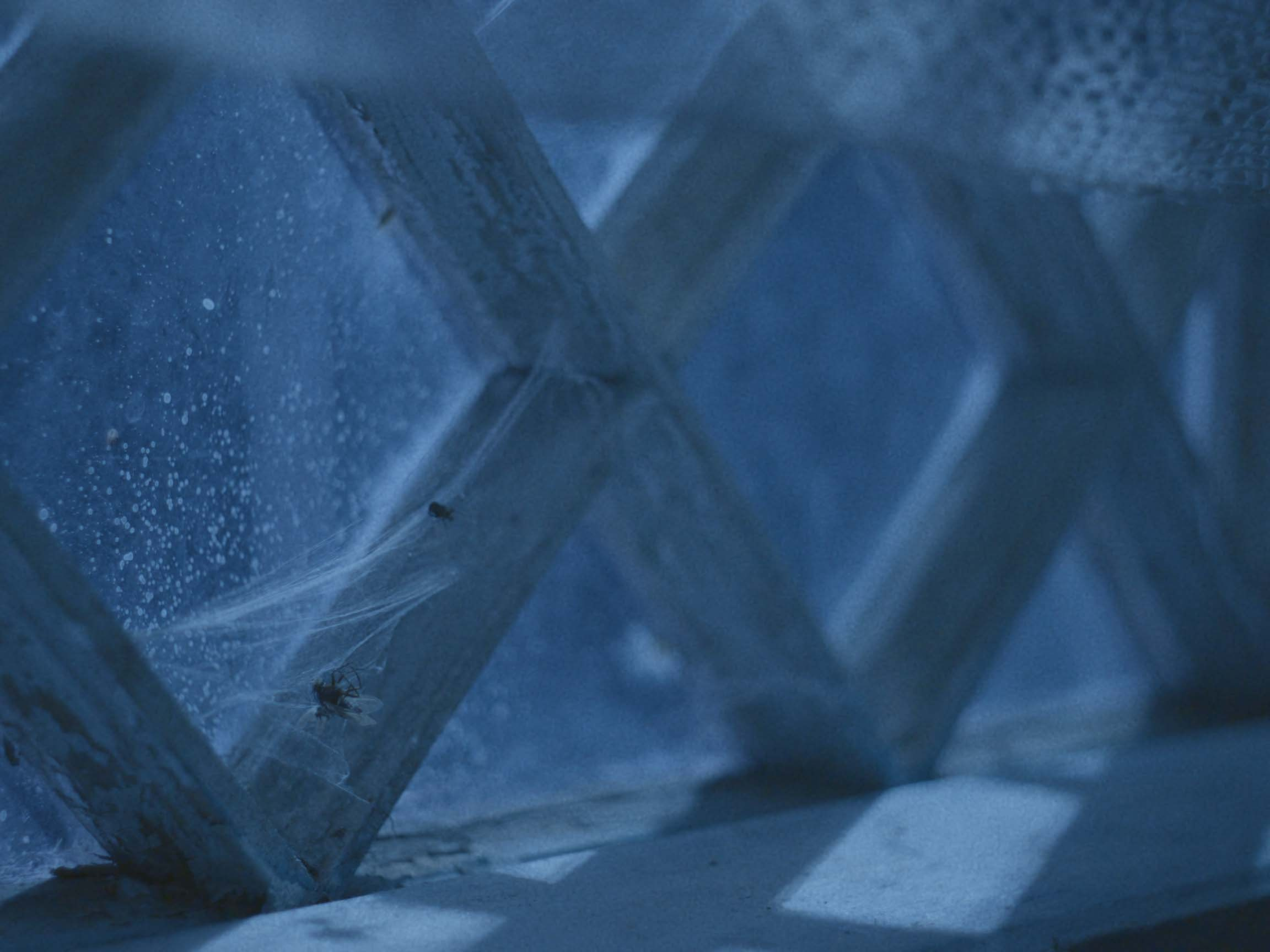 Розы Анны. Цветокоррекция видео