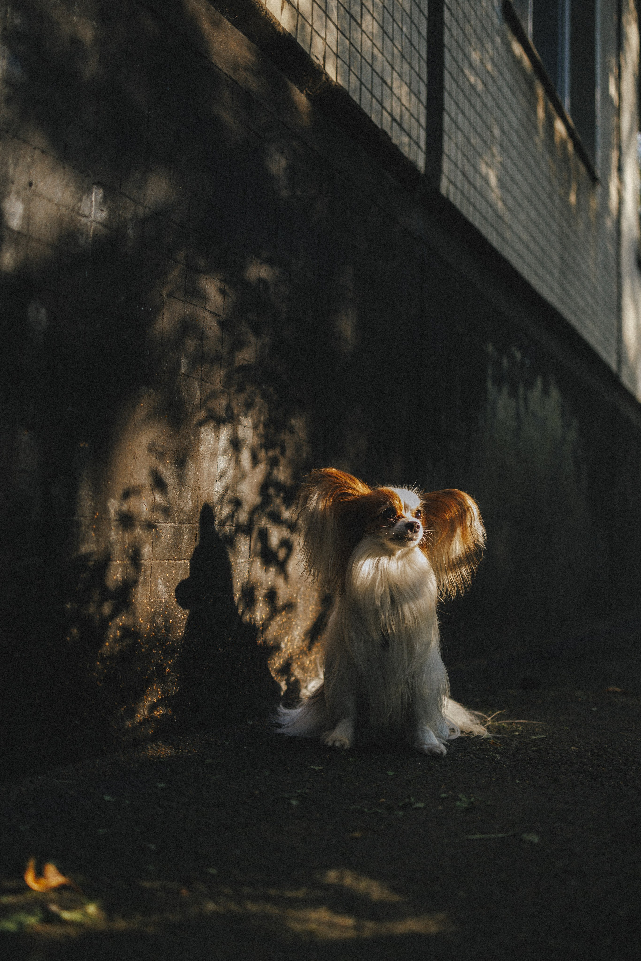 В городе. Фотограф- анималист Санкт-Петербург