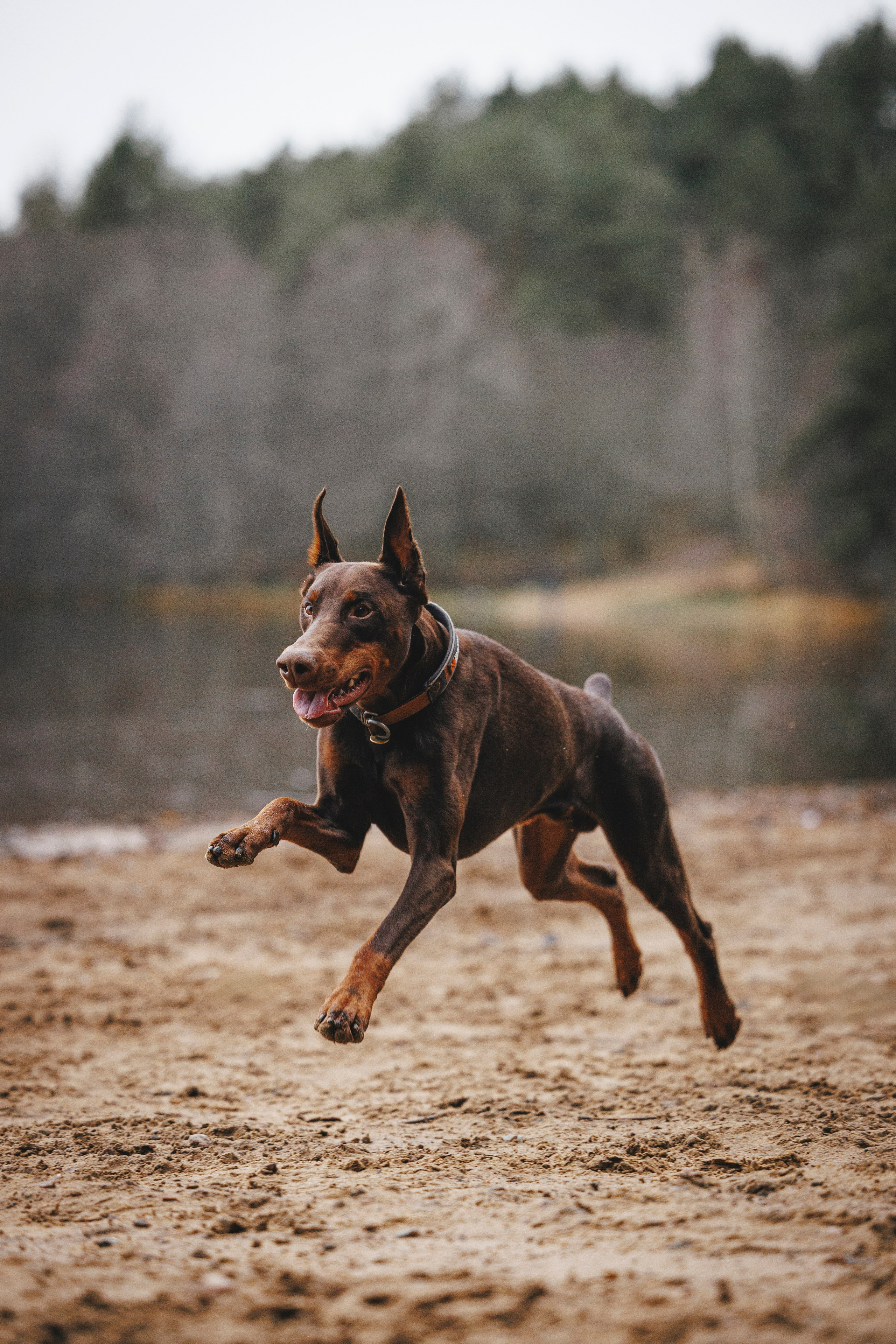 Омен, Айс и Рицу. Фотограф-анималист Анна Маринич