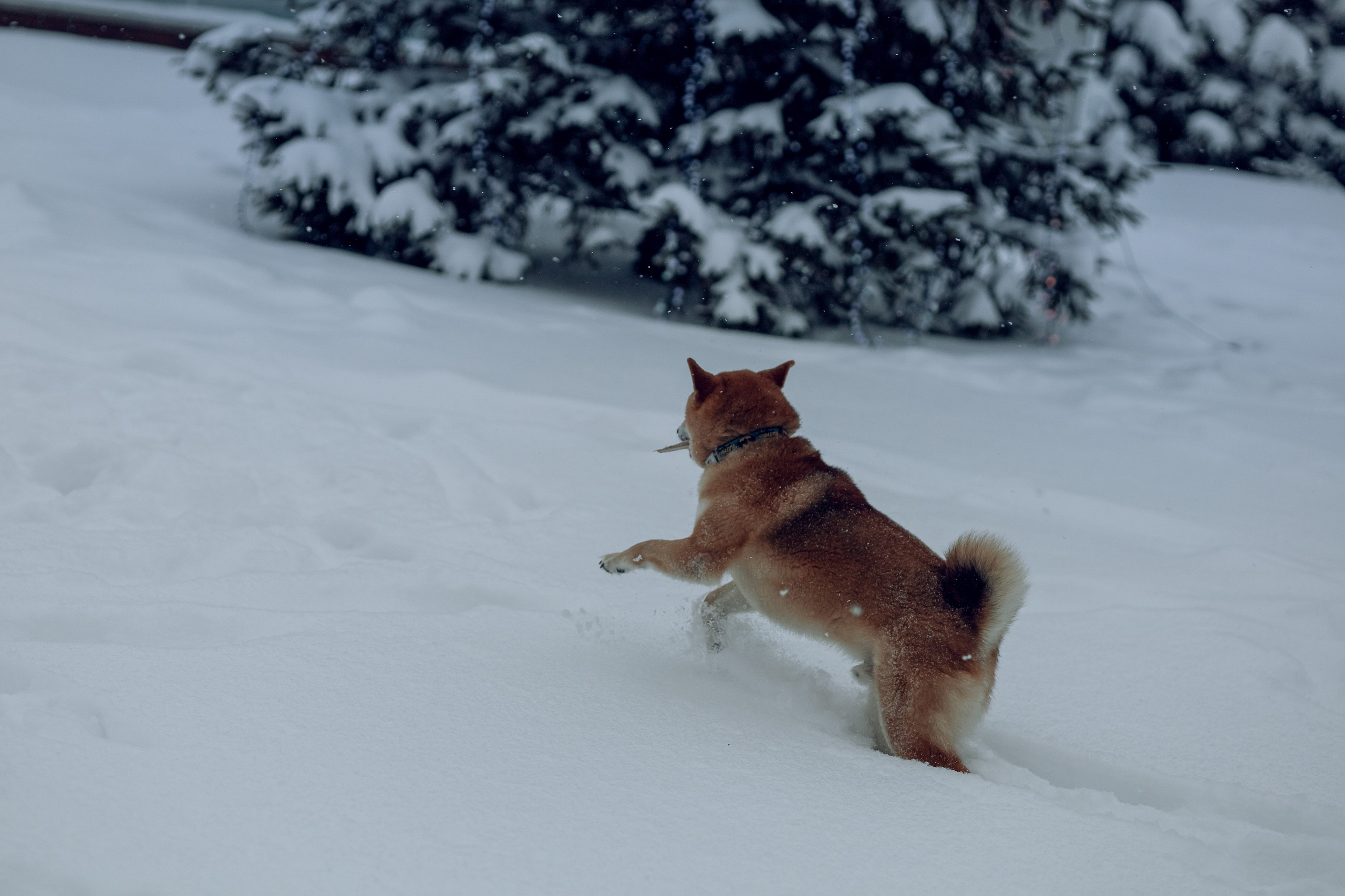Марс и Алекс. Портретная съемка дома, на улице, в студии