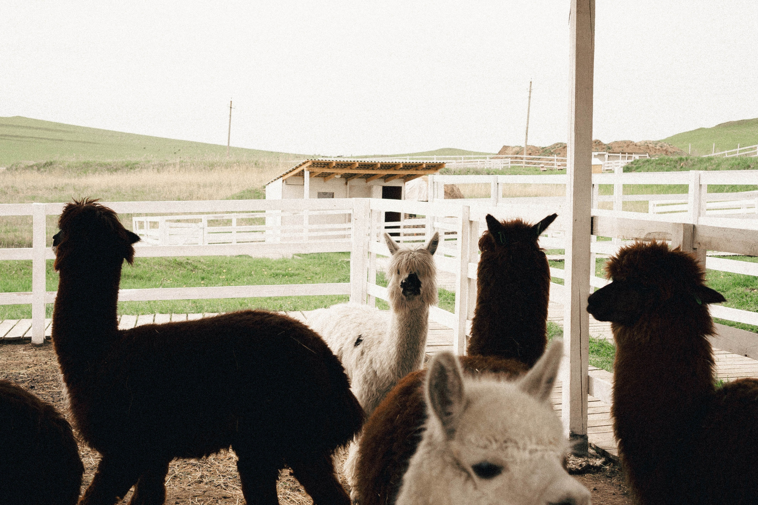 Ферма Альпак. Профессиональный фотограф, Санкт-Петербург — Виктория Богомолова