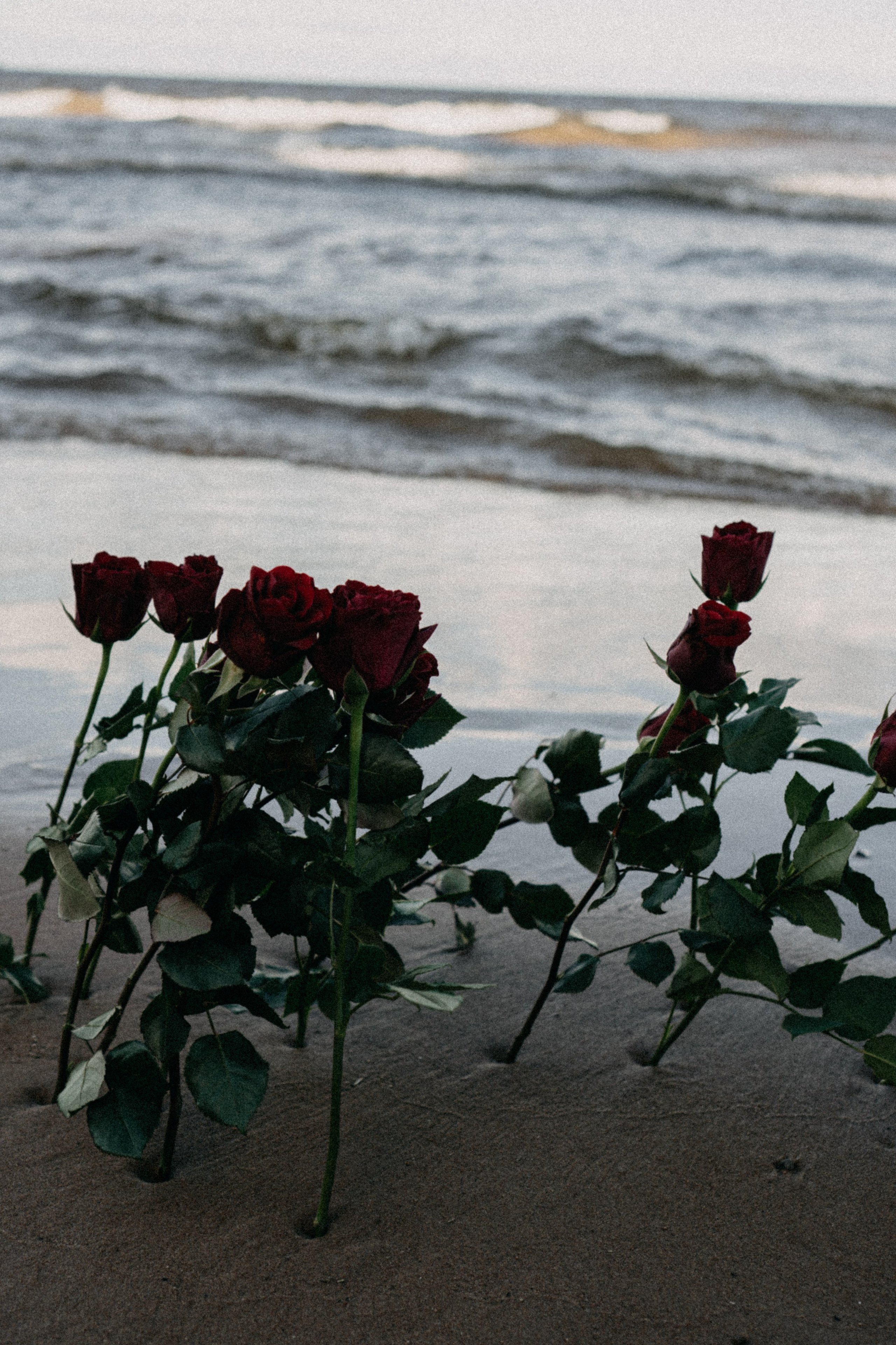 Розы. Профессиональный фотограф, Санкт-Петербург — Виктория Богомолова