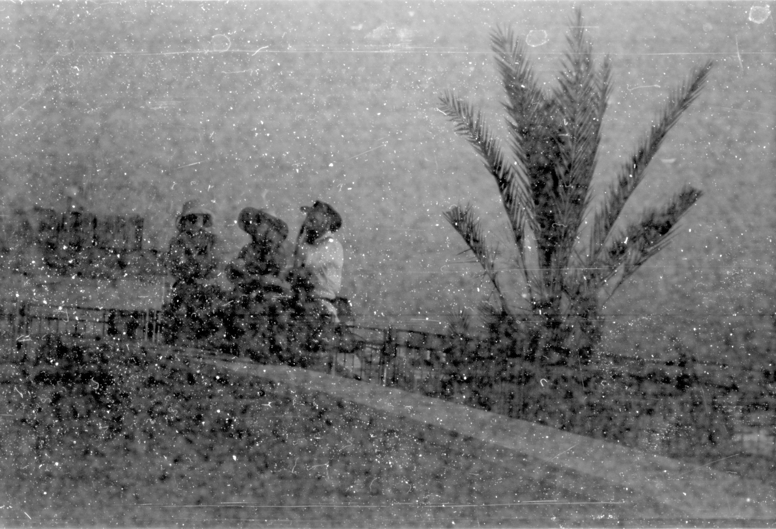 Аналоговая чб фотография пальмы и людей на склоне холма в Цфате