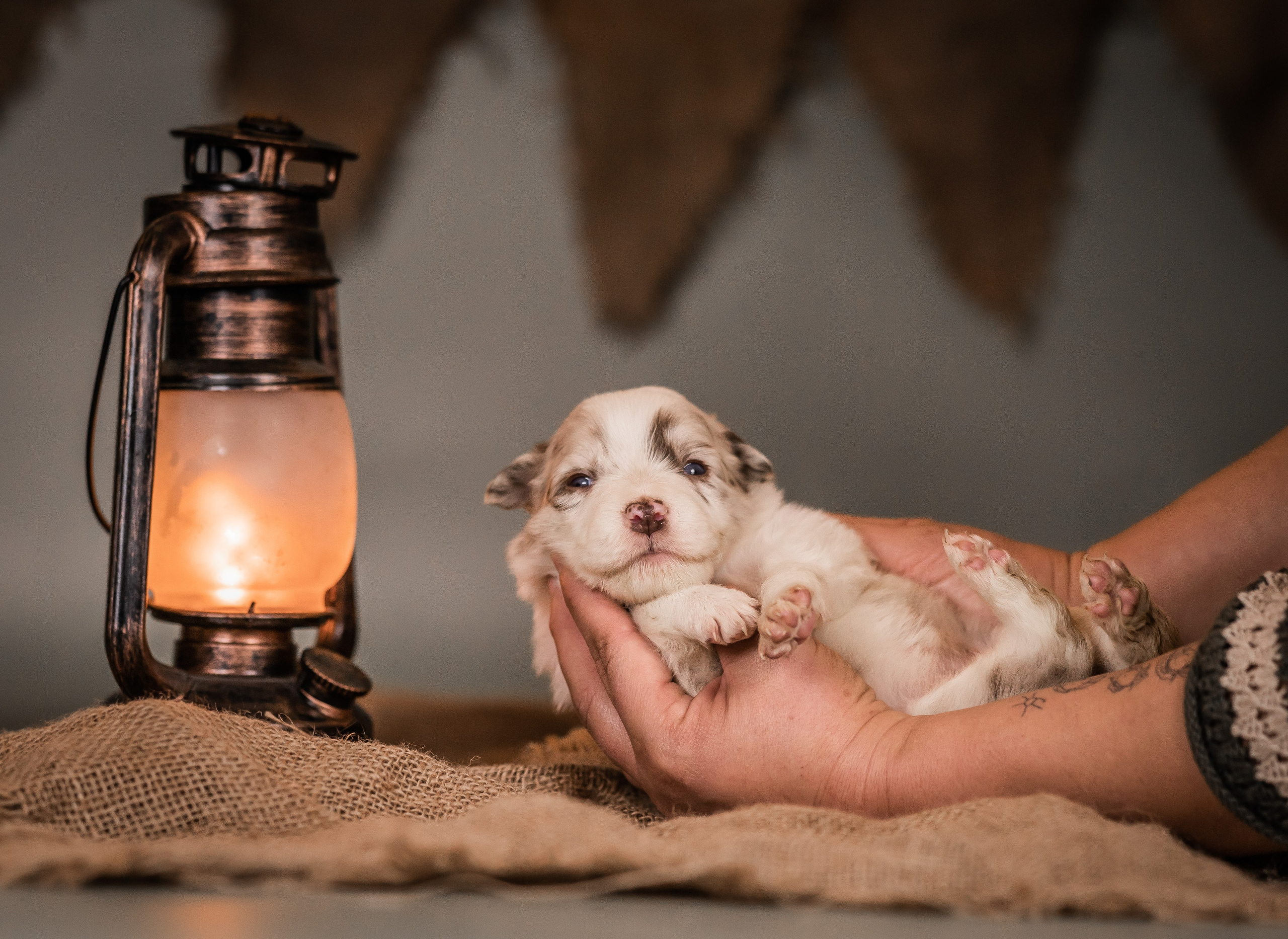 Фритсвит. Семейный фотограф Ефремова Виктория