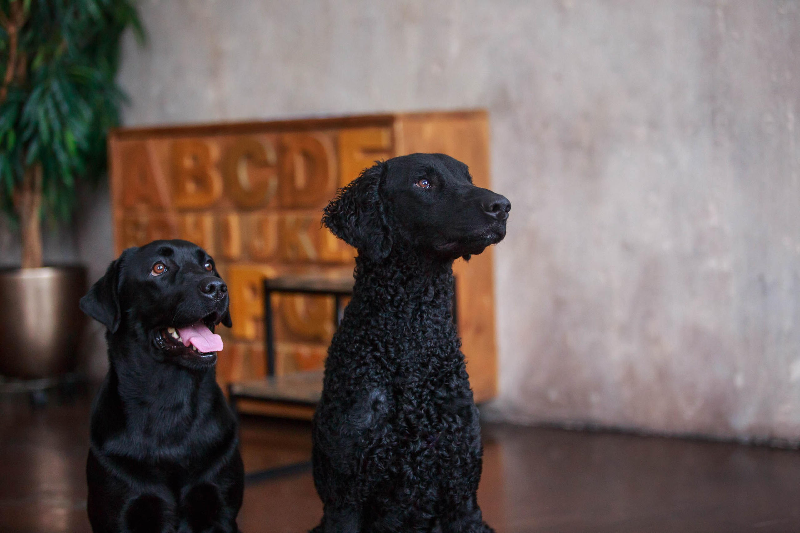 Лабрадор ретривер и курчавошерстный ретривер фотосессия на Новый год в фотостудии. Семейный и детский фотограф в Москве Мария Быкова