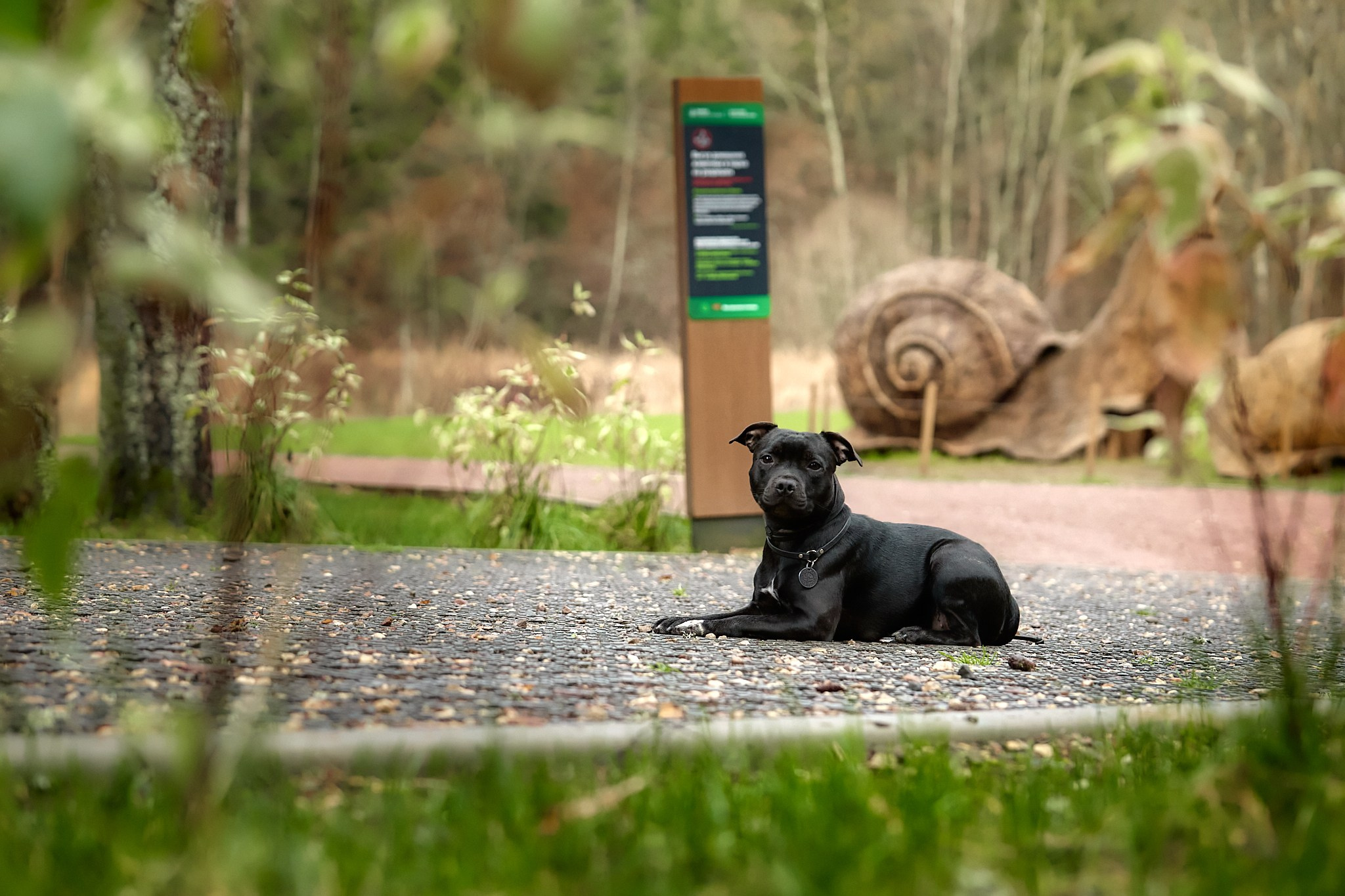 Стаффордширские бультерьеры — Тара, Кали и Лени. Главная