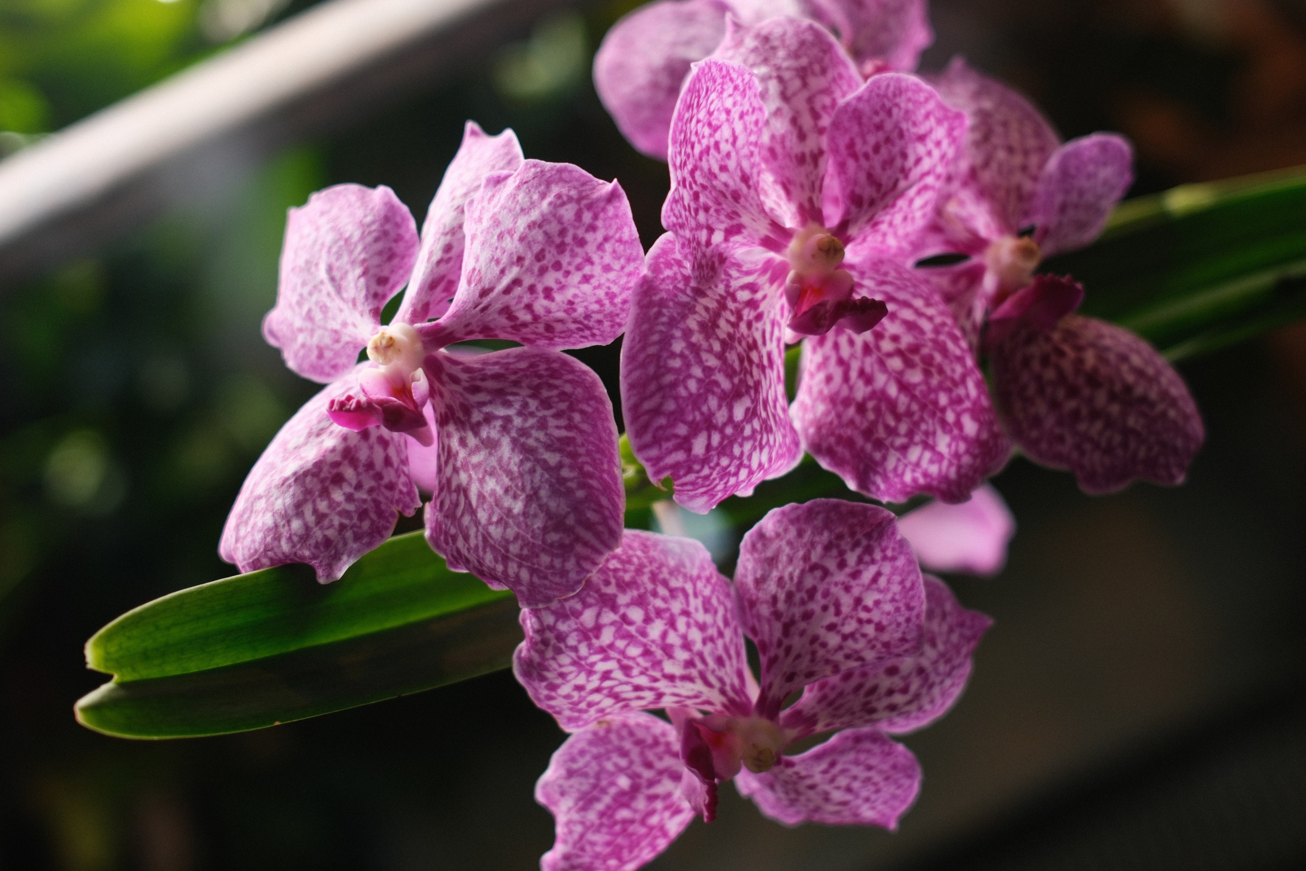 Аптекарский огород. Профессиональный фотограф в Москве Захар Ишутин