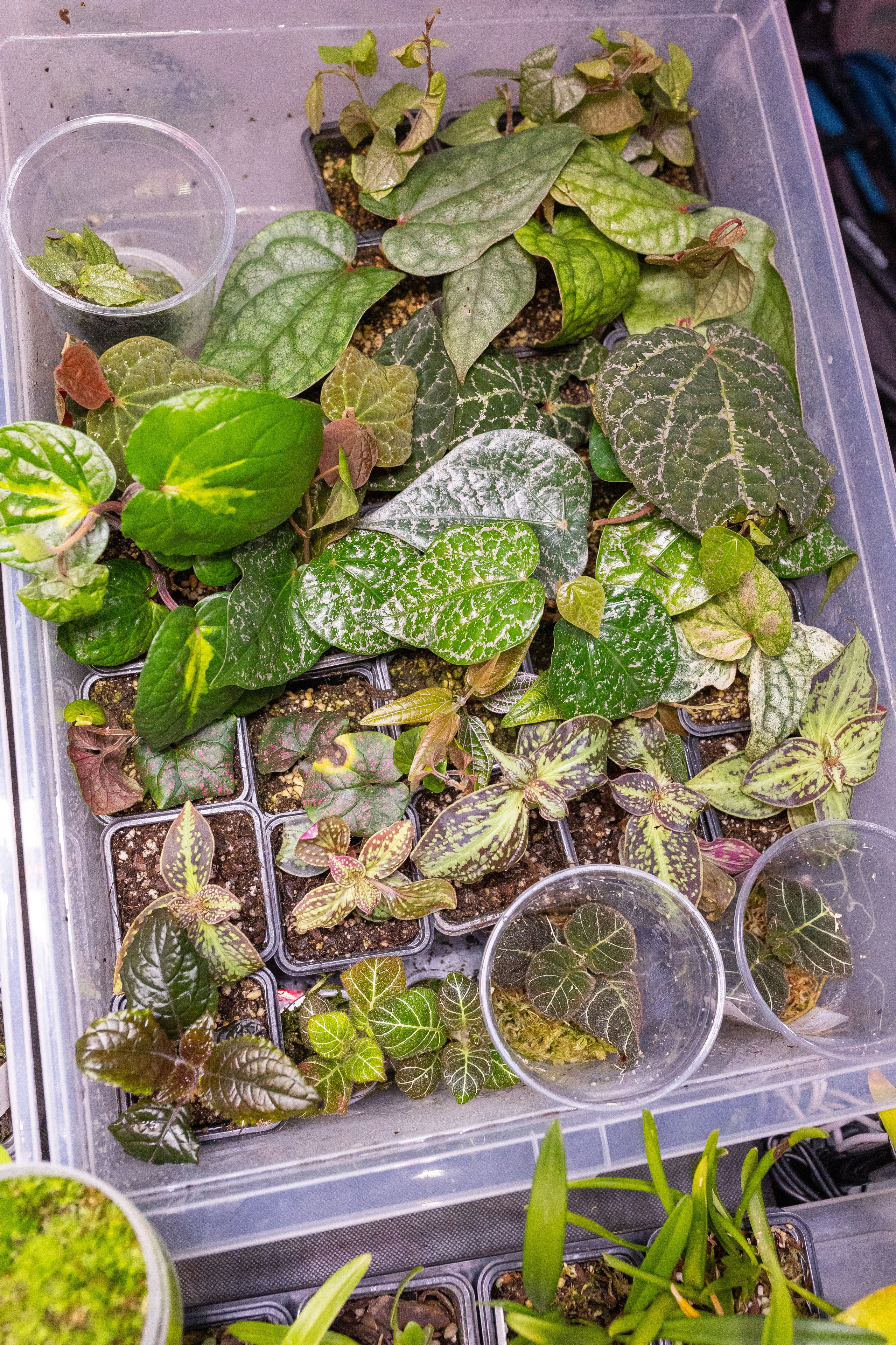 Орхидиум май 2025. Александра Куликова фотограф, Москва