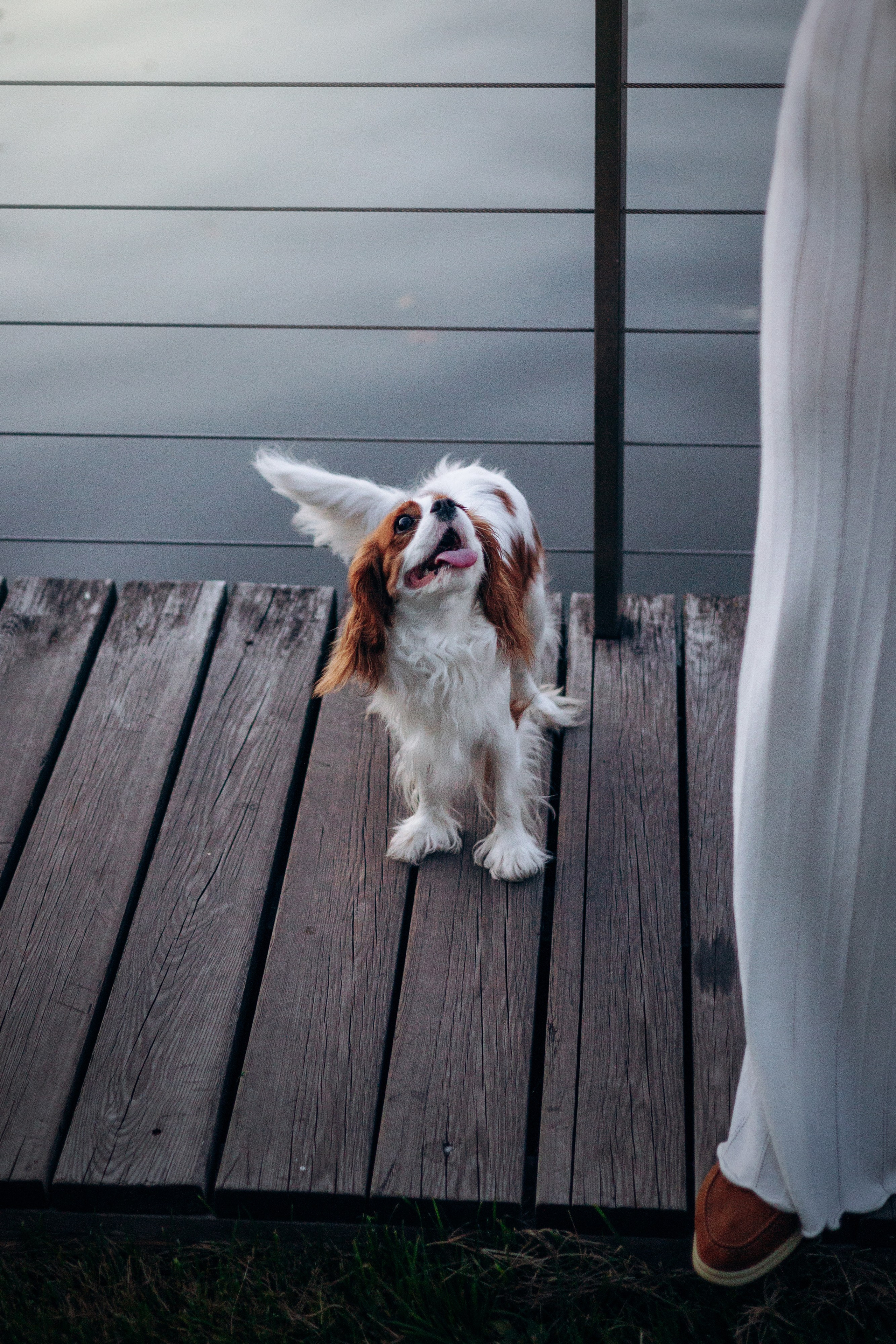 Юлия и Мия. Фотограф — Анималист | Санкт-Петербург