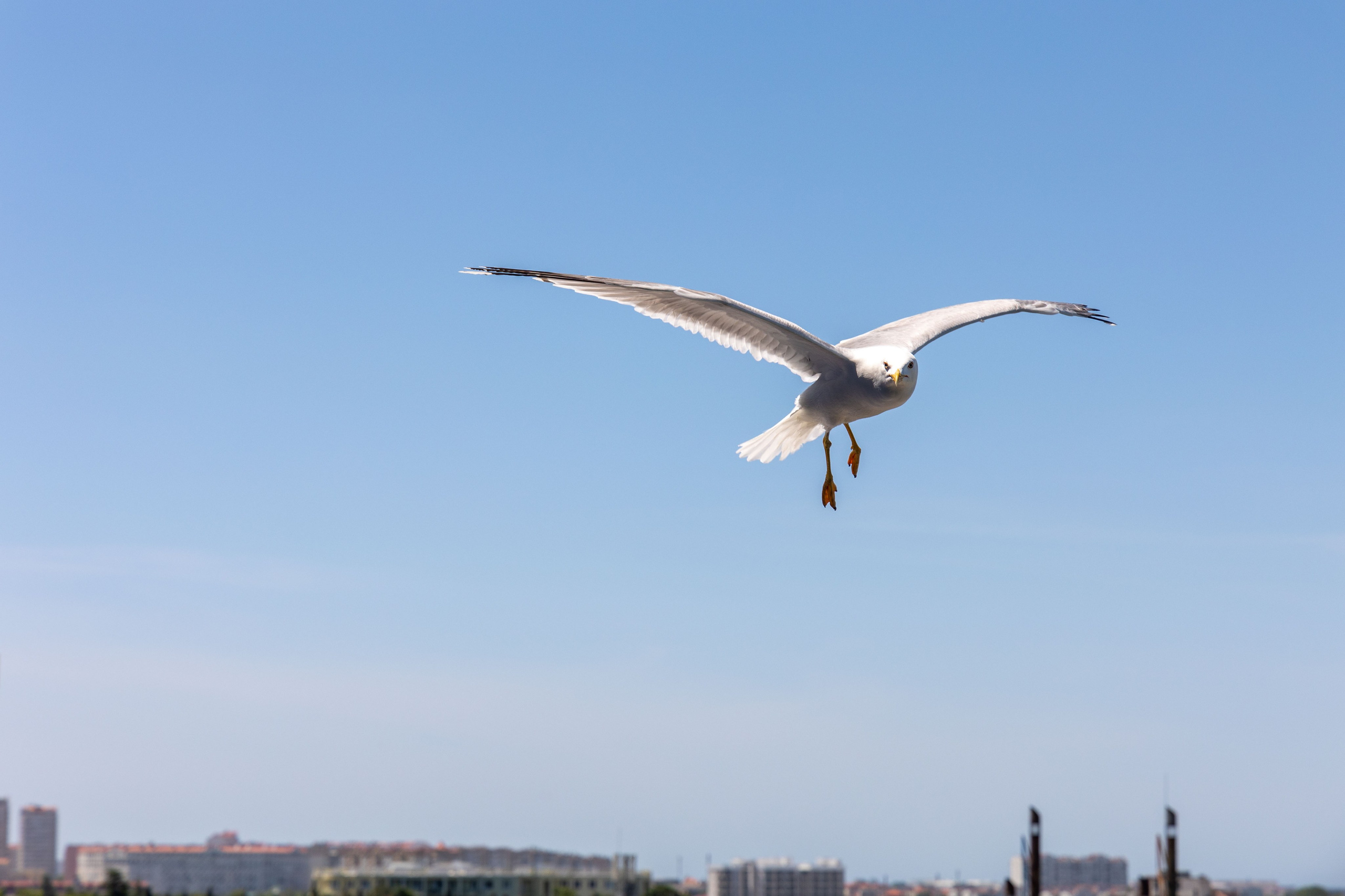 Фотограф Татьяна Марсуверских г. Жуковский, Москва и Мо. Репортажные съёмки, фотосессии,  фотограф анималист, фотосъёмка животных. Фотограф для маркетплейсов, фотоуслуги в Жуковском Татьяна Марсуверских