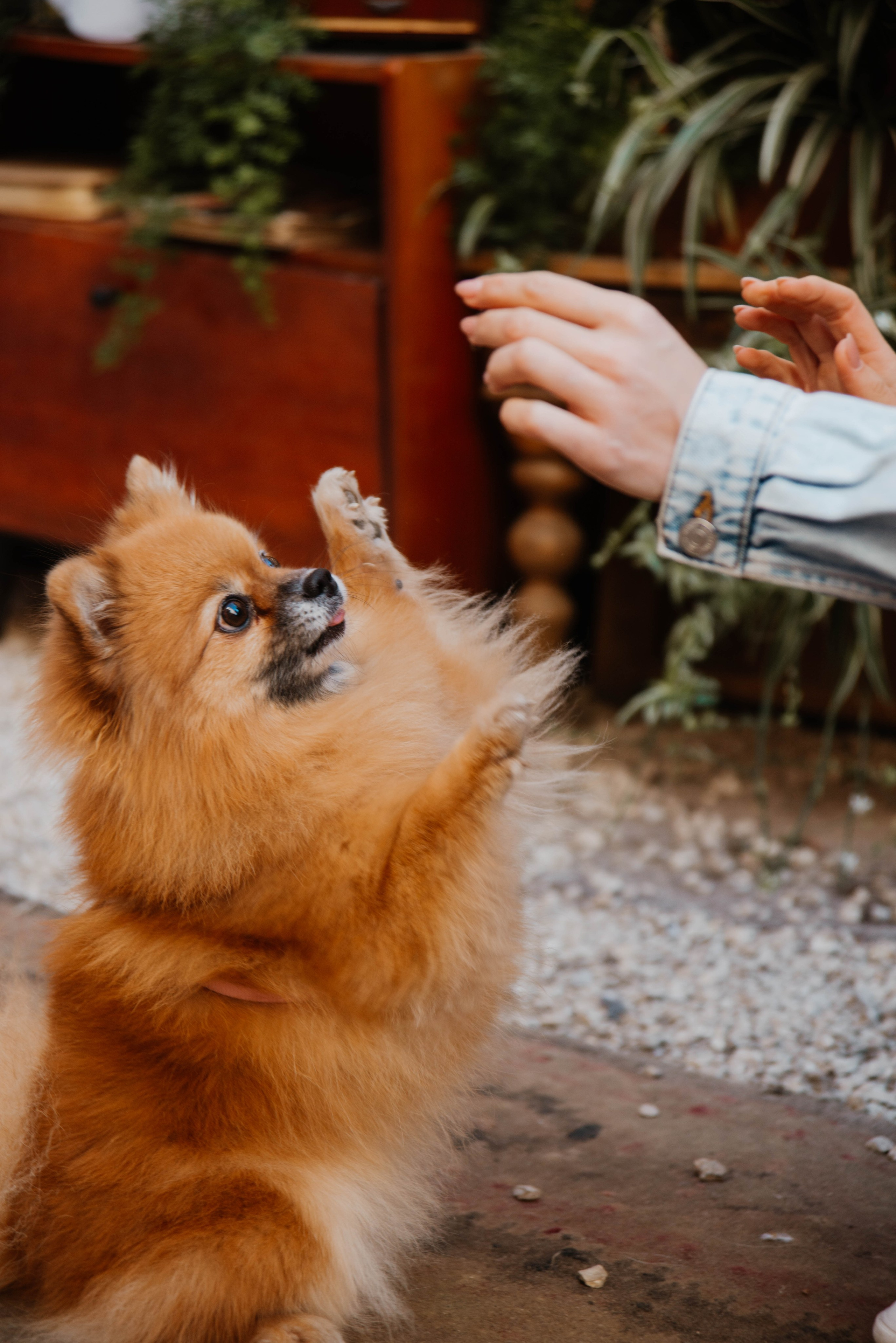 Дог-вечеринка на летнике «Кутёж». Ксения Glossa. Портретный и репортажный фотограф в Самаре