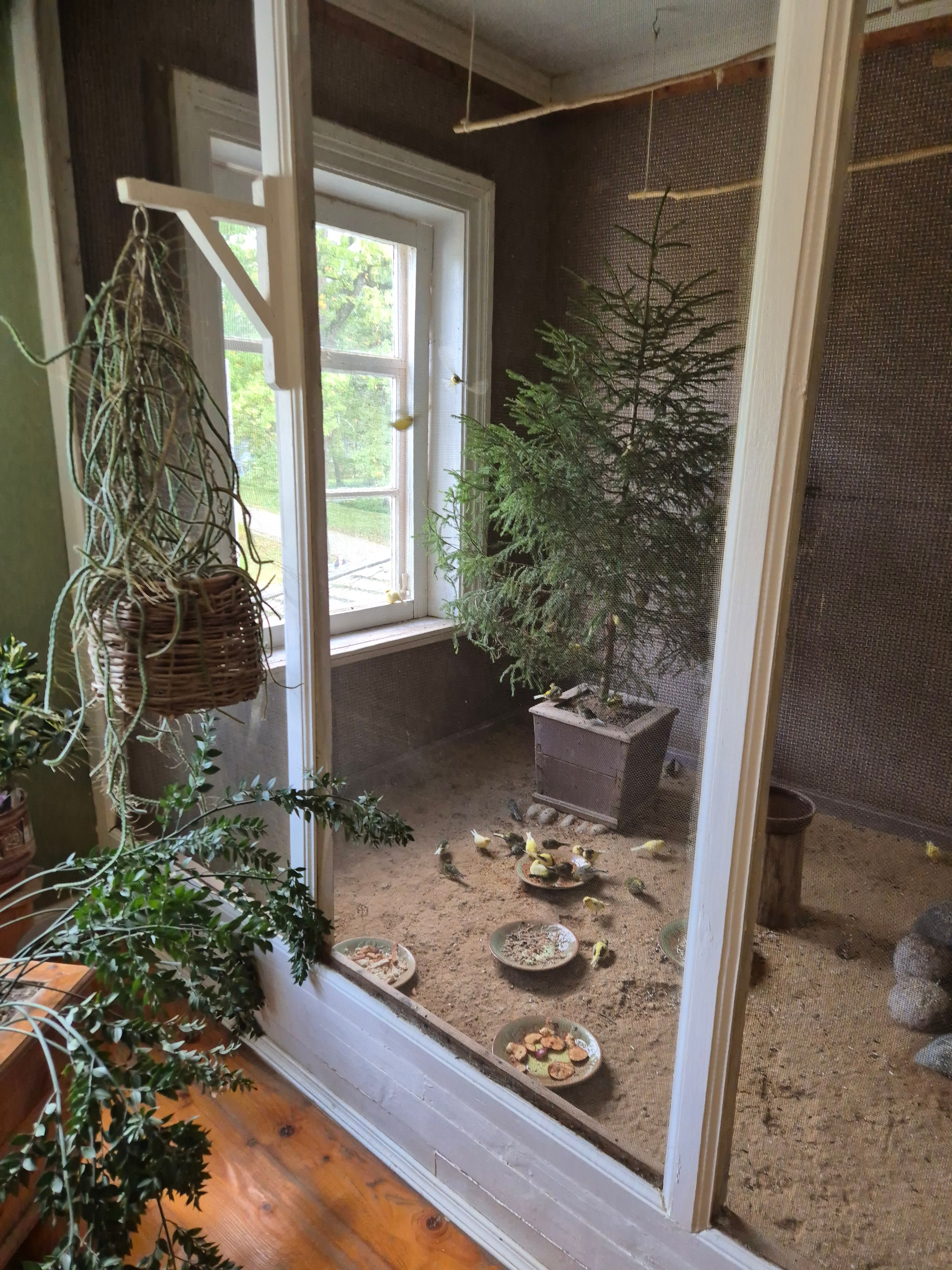 М.Глинка любил слушать певчих птиц, черпая из их трелей вдохновение. В усадьбе оборудована целая комната, где до сих пор живут певчие птички