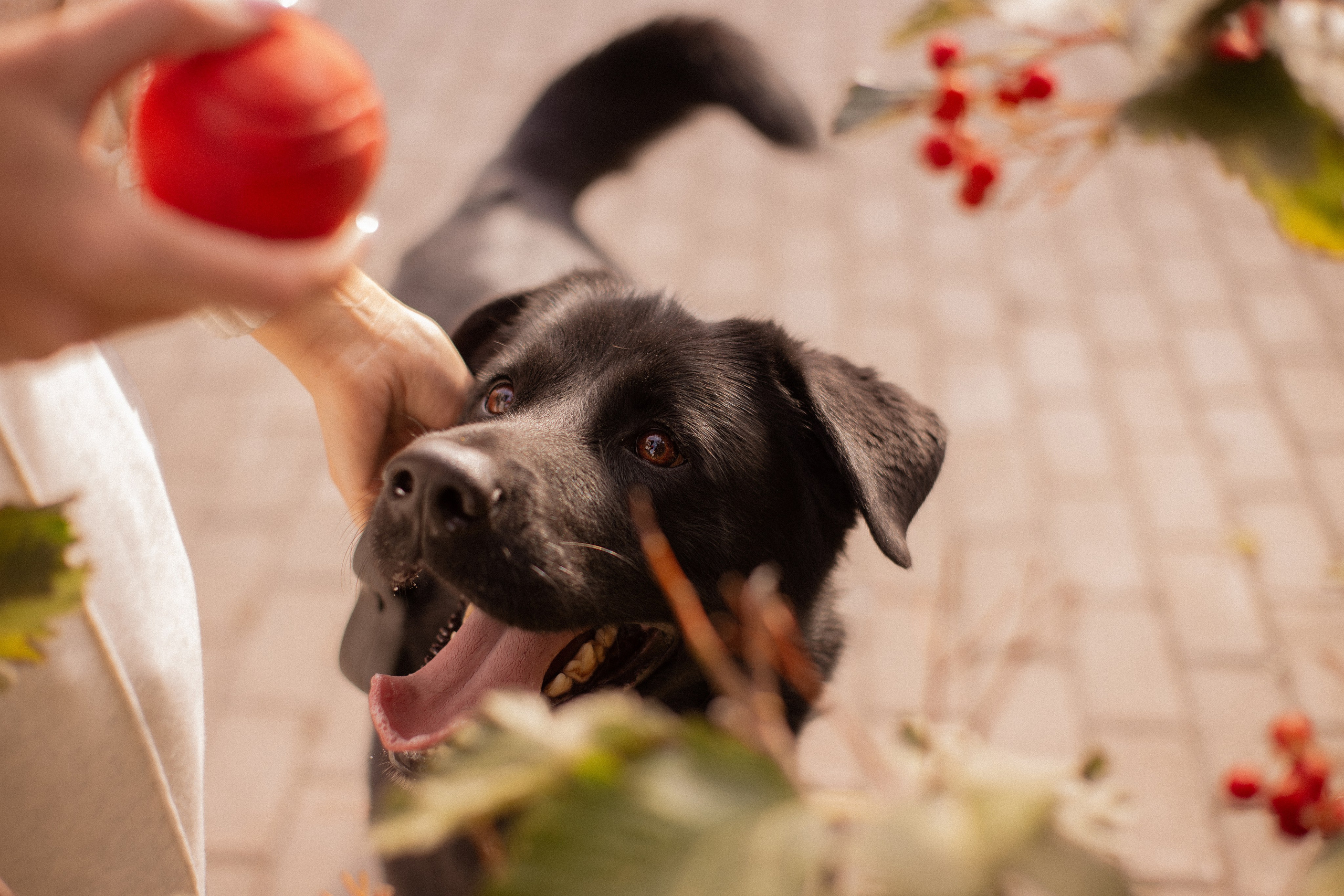 Анна и Лаки. Фотограф-анималист Мария Баркевич | Москва