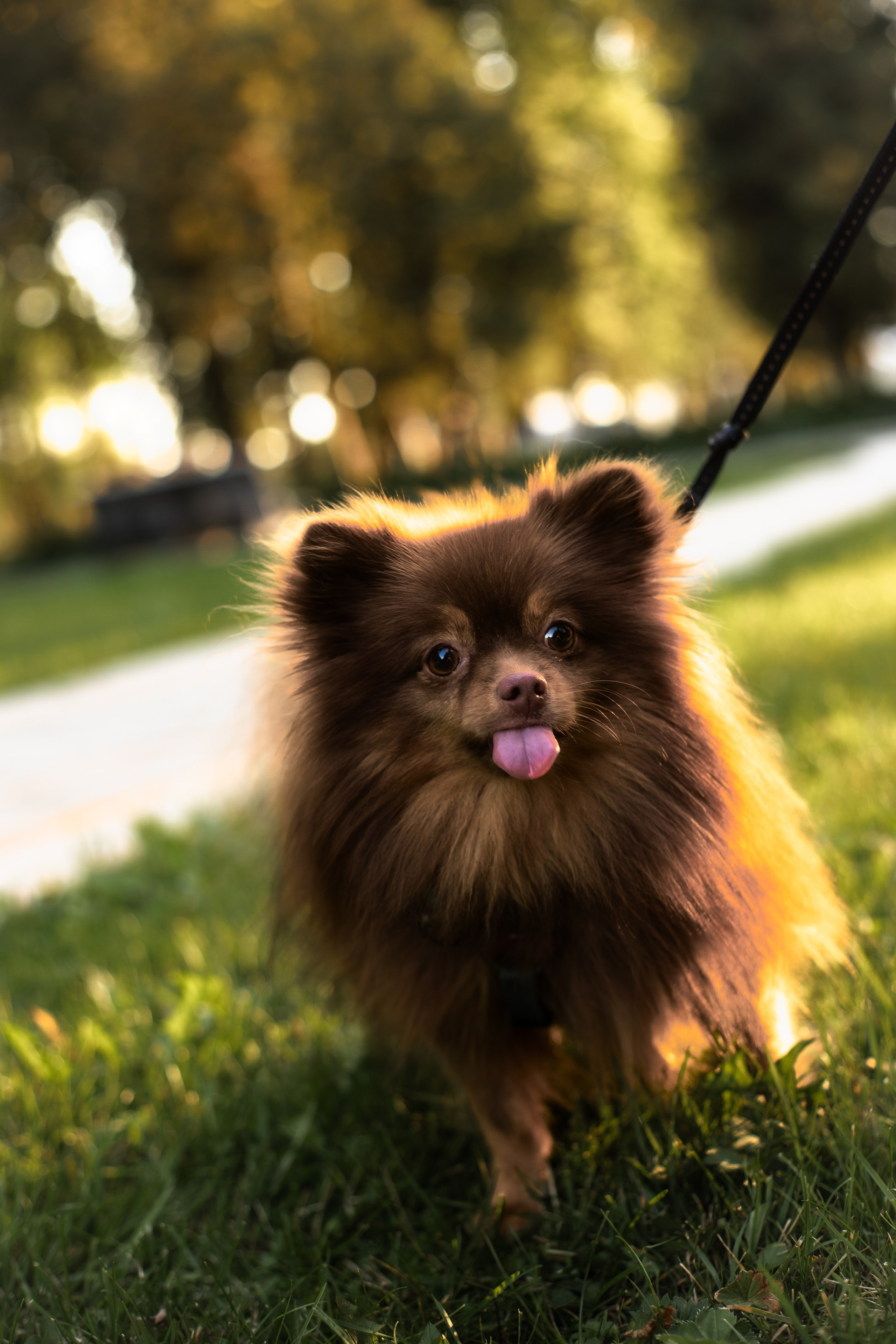 Настя и Жульен. Фотограф-анималист Мария Баркевич | Москва