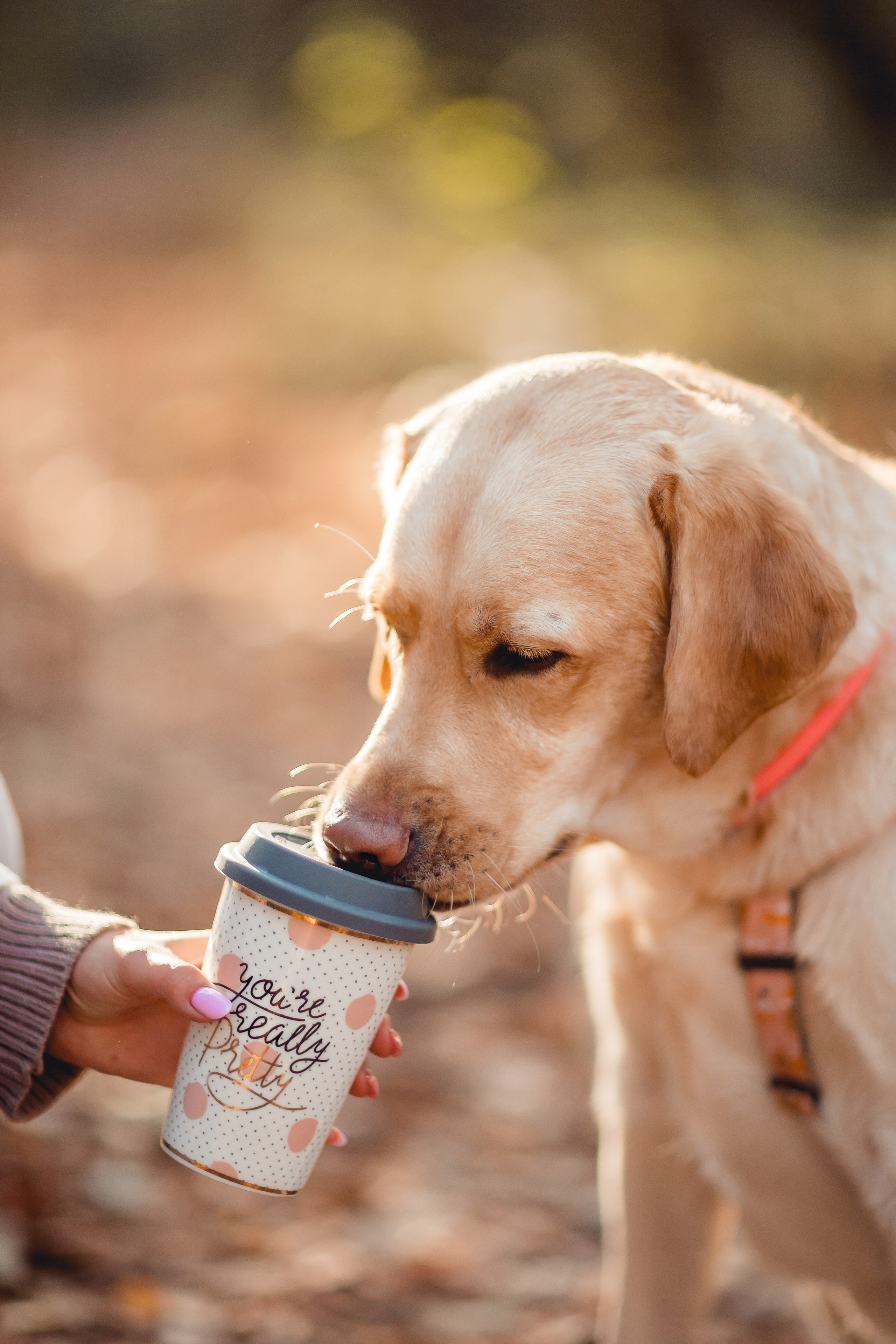 Наташа и Шани. Семейный фотограф анималист Мария Крючкова