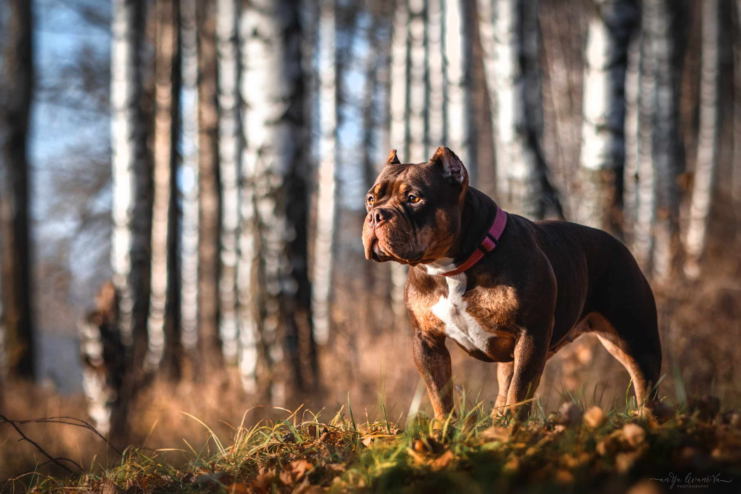 Луна. Фотограф анималист Аня Ливанова | Рыбинск
