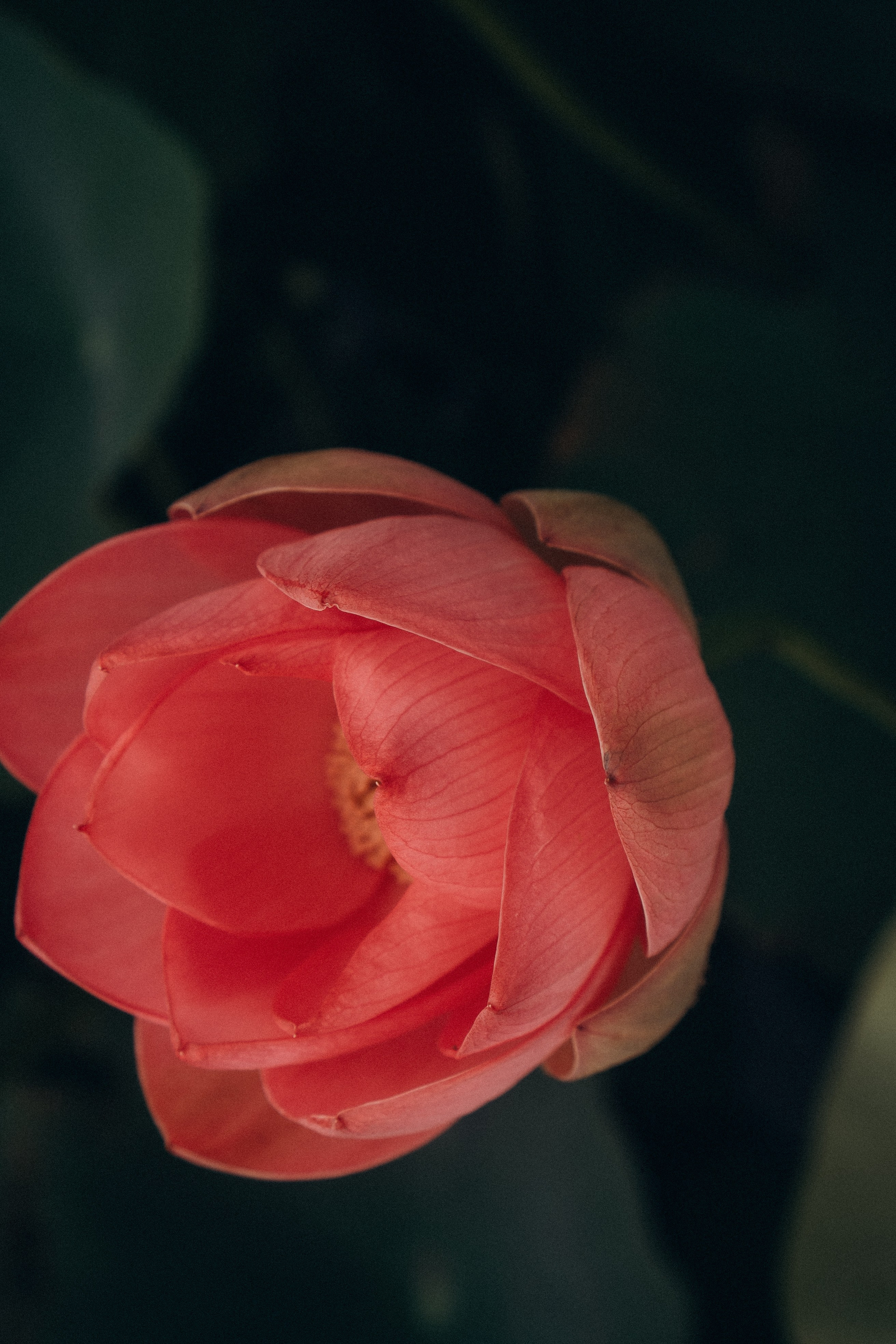 ЛОТОСОВАЯ ПОЛЯНА. Профессиональный фотограф, Санкт-Петербург — Виктория Богомолова