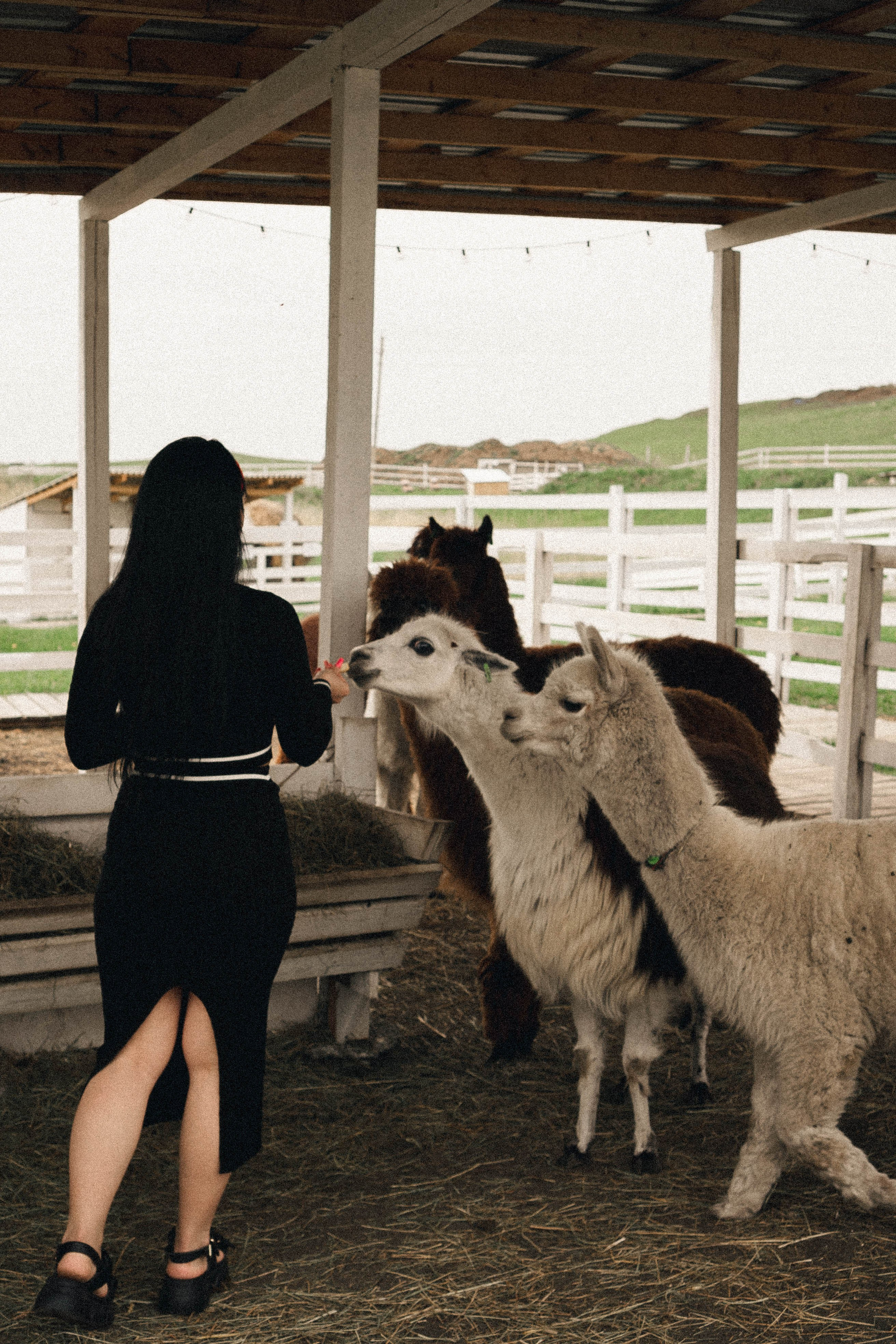 Ферма Альпак. Профессиональный фотограф, Санкт-Петербург — Виктория Богомолова