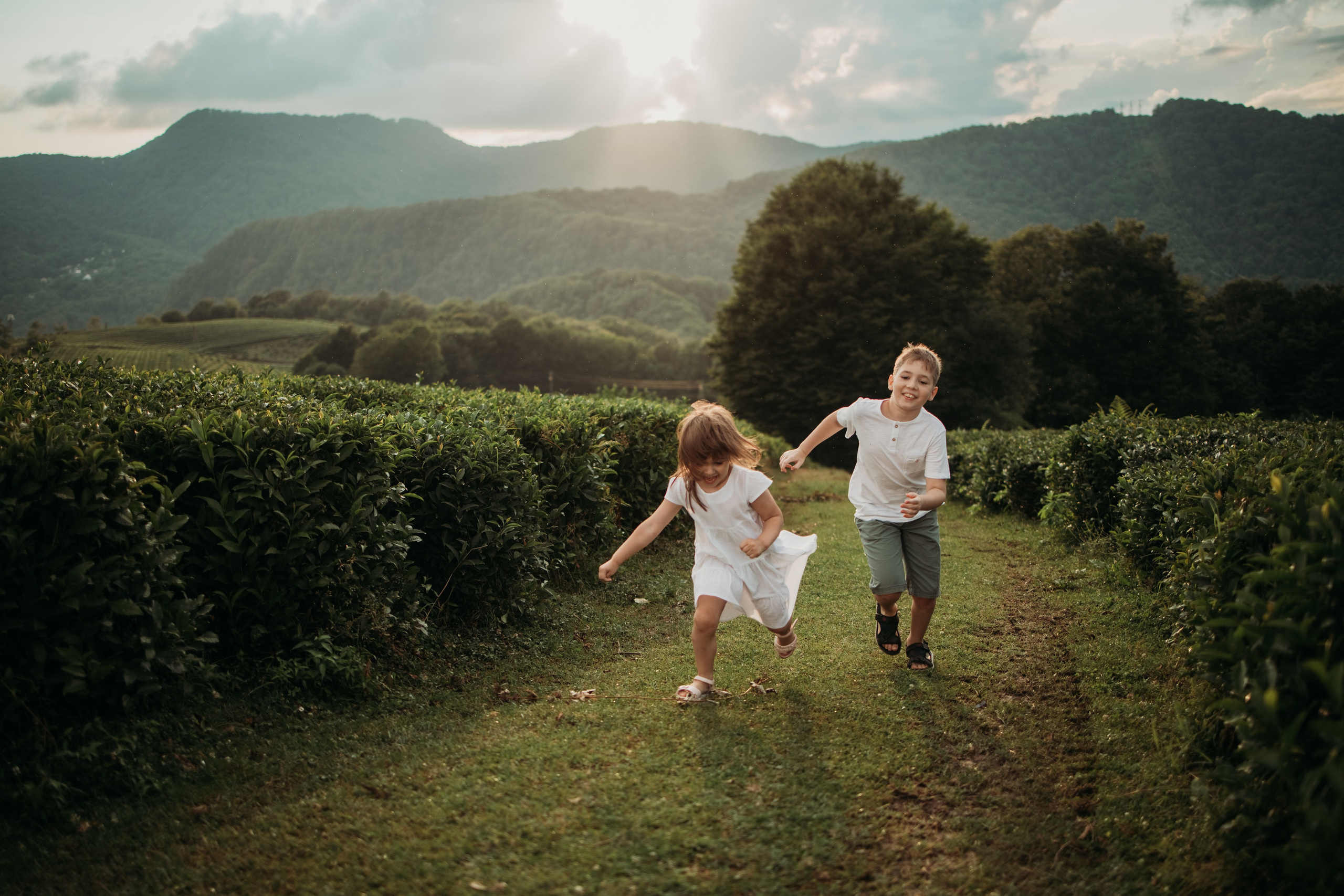 Чайные плантации мацеста. Фотограф Сочи Татьяна Зорина