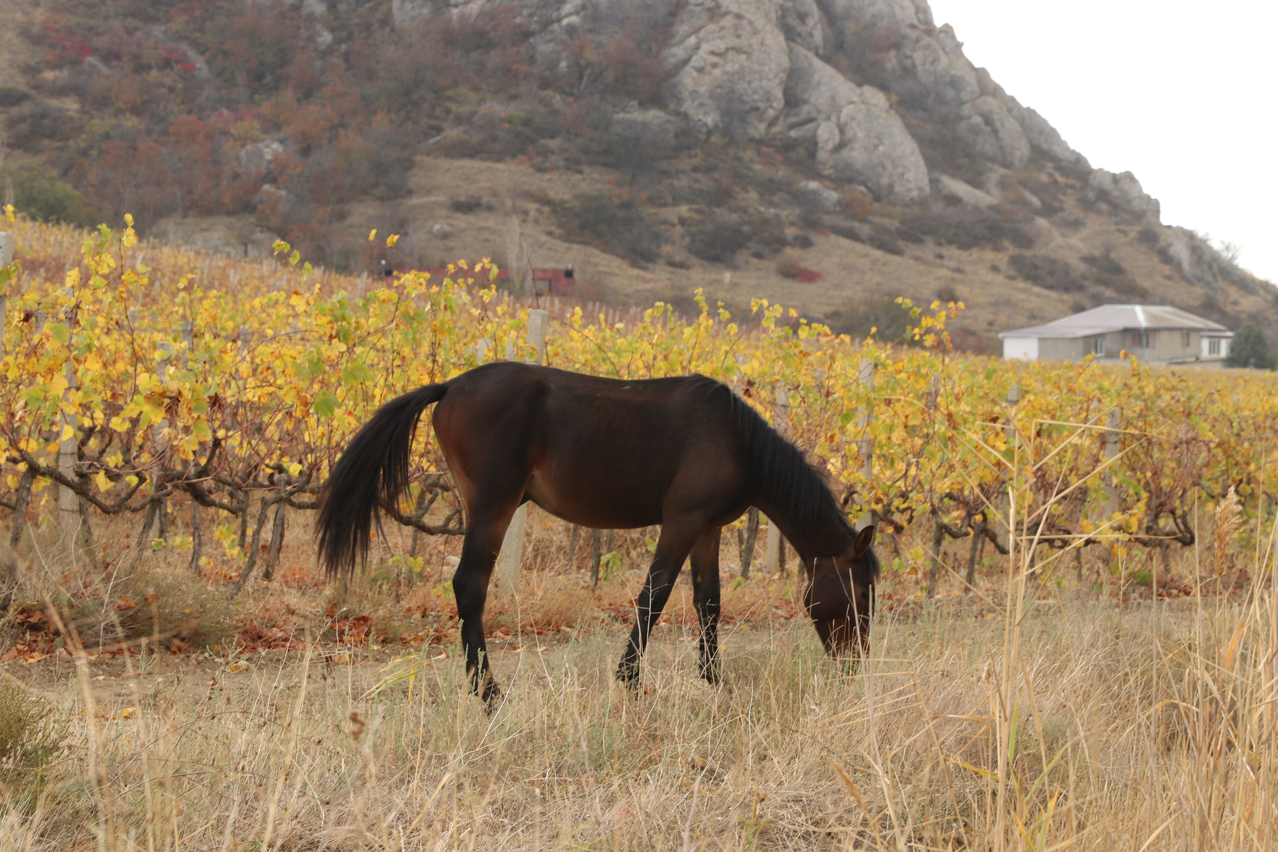 Крым. ЮБК (Гурзуф, Судак и их окрестности). Ноябрь 2023. Путешественник-фотограф из Санкт-Петербурга Татьяна Свистулина