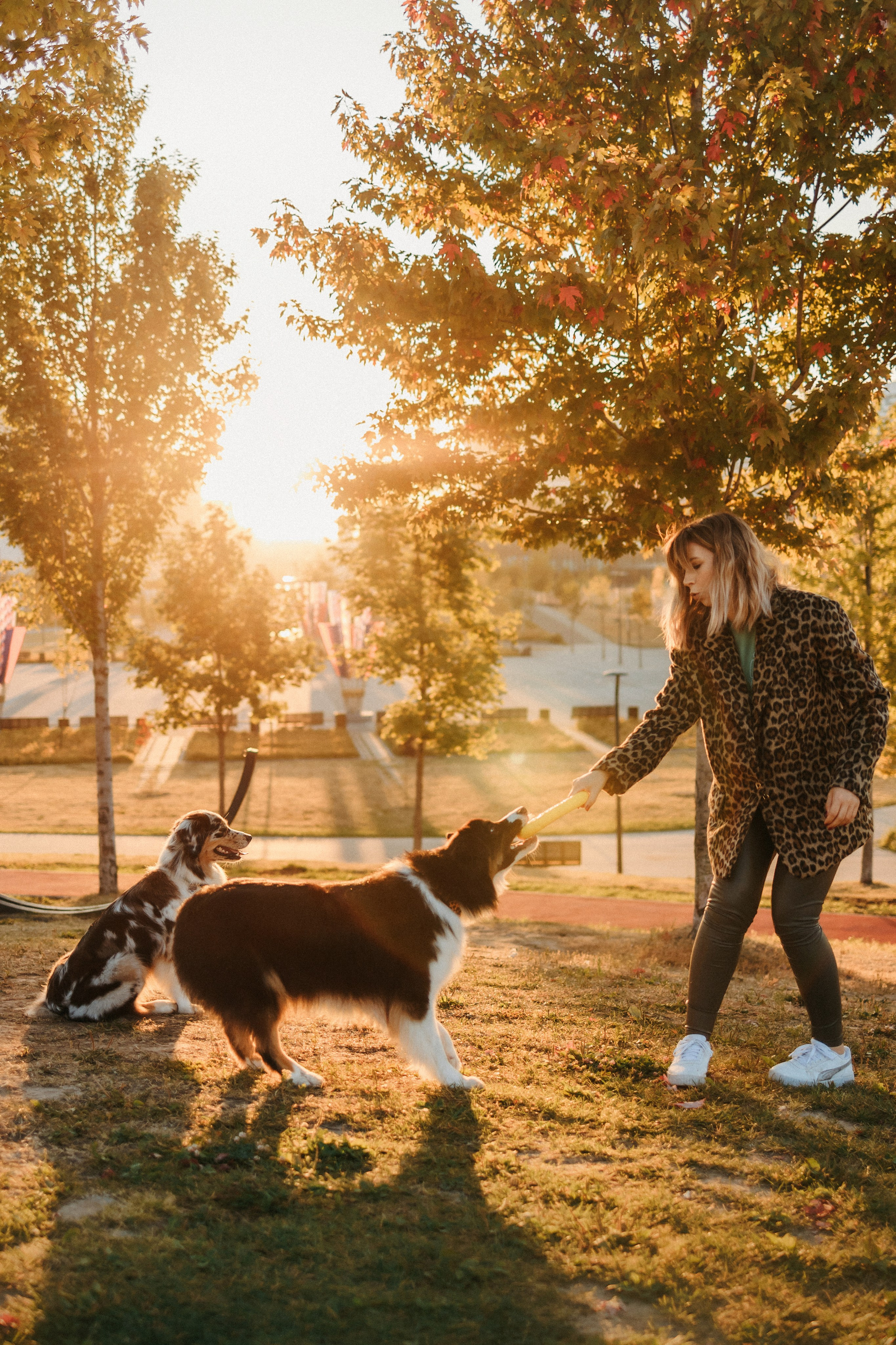 Аня, Чарли и Ева. Фотограф-анималист Елена Радченко, Москва