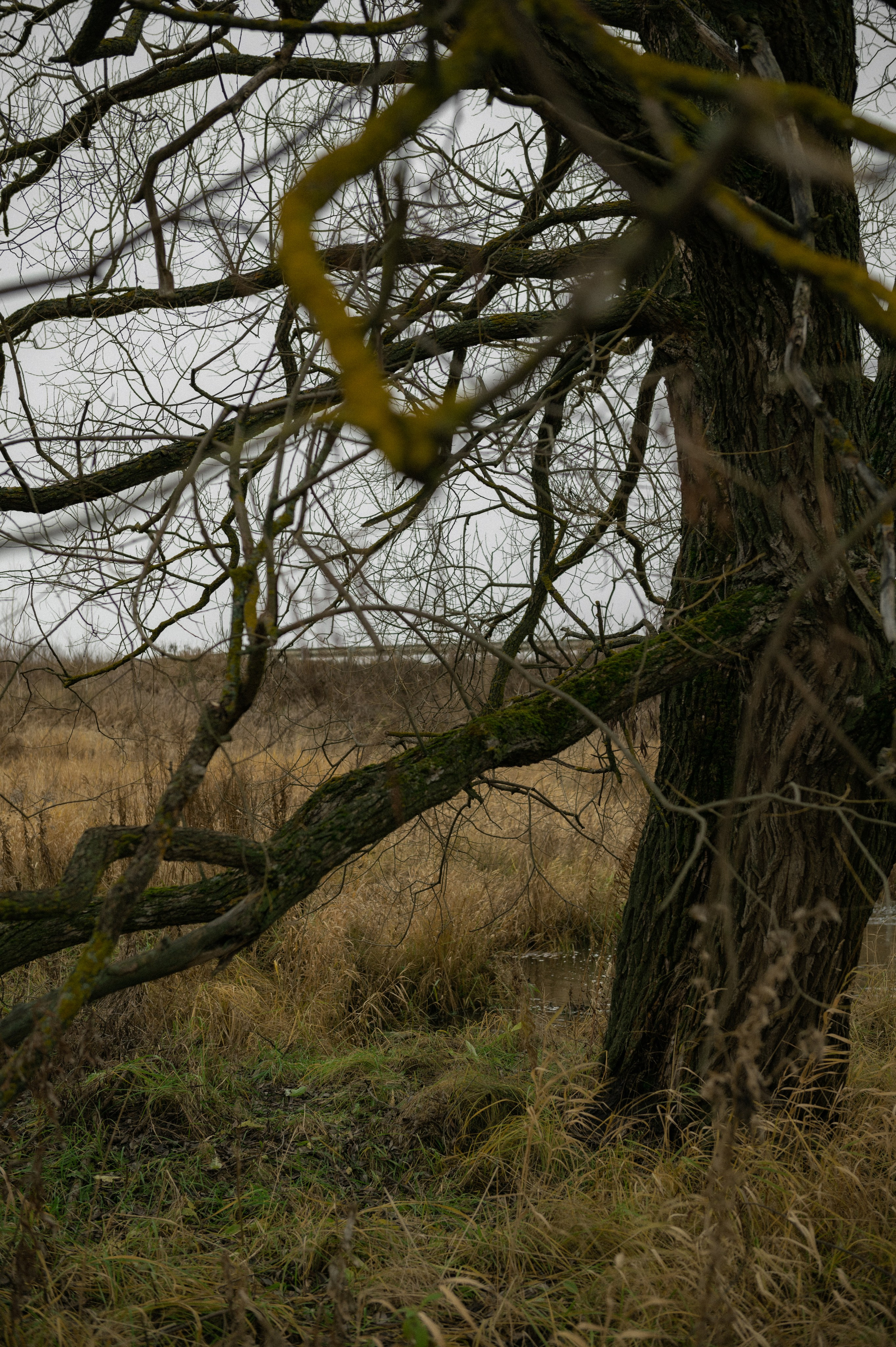 Матвей. Свадебный и семейный фотограф в Тульской области Пашкова Екатерина