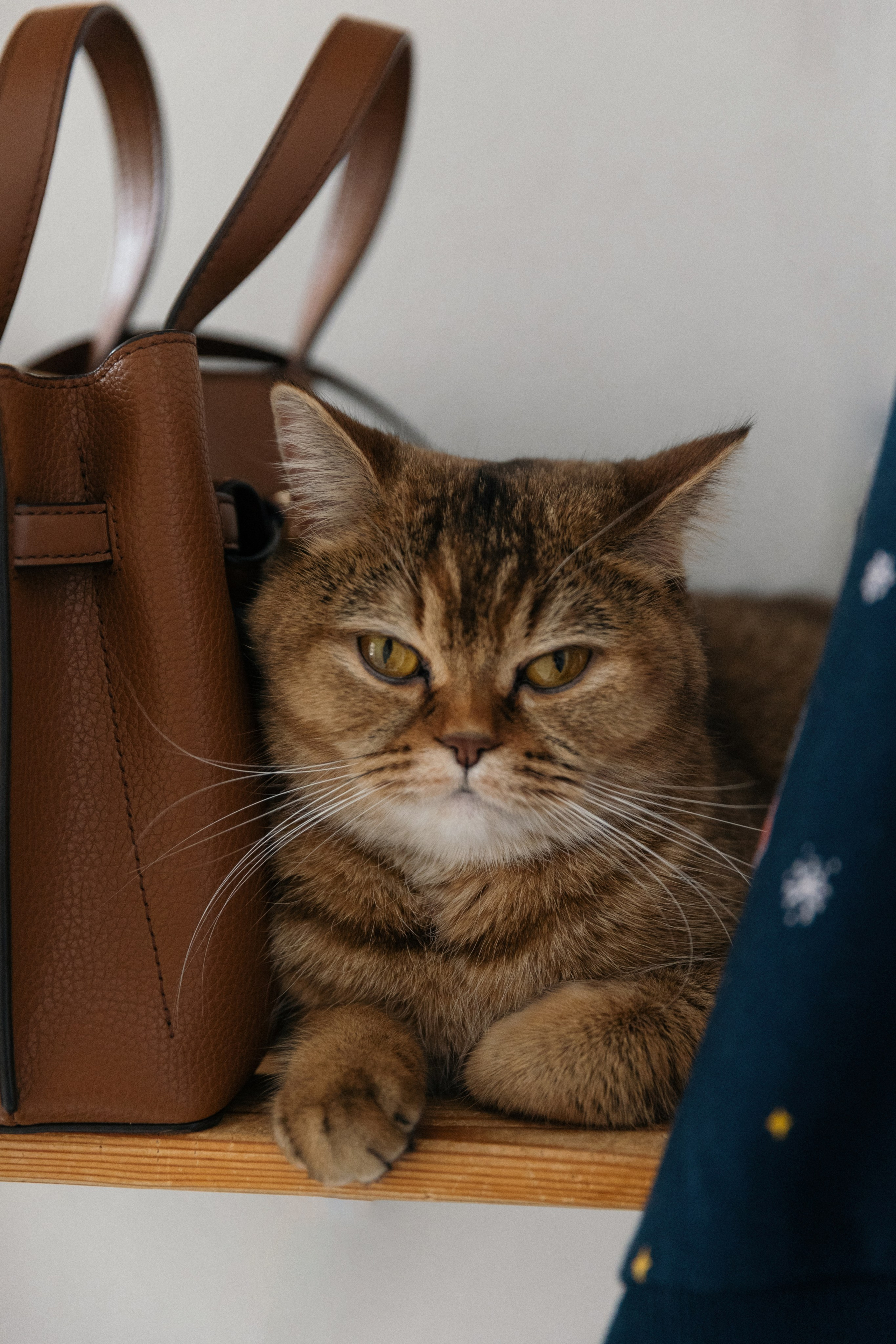 Семейная домашняя фотосессия беременности. Свадебный фотограф в Москве Полина Лелетко