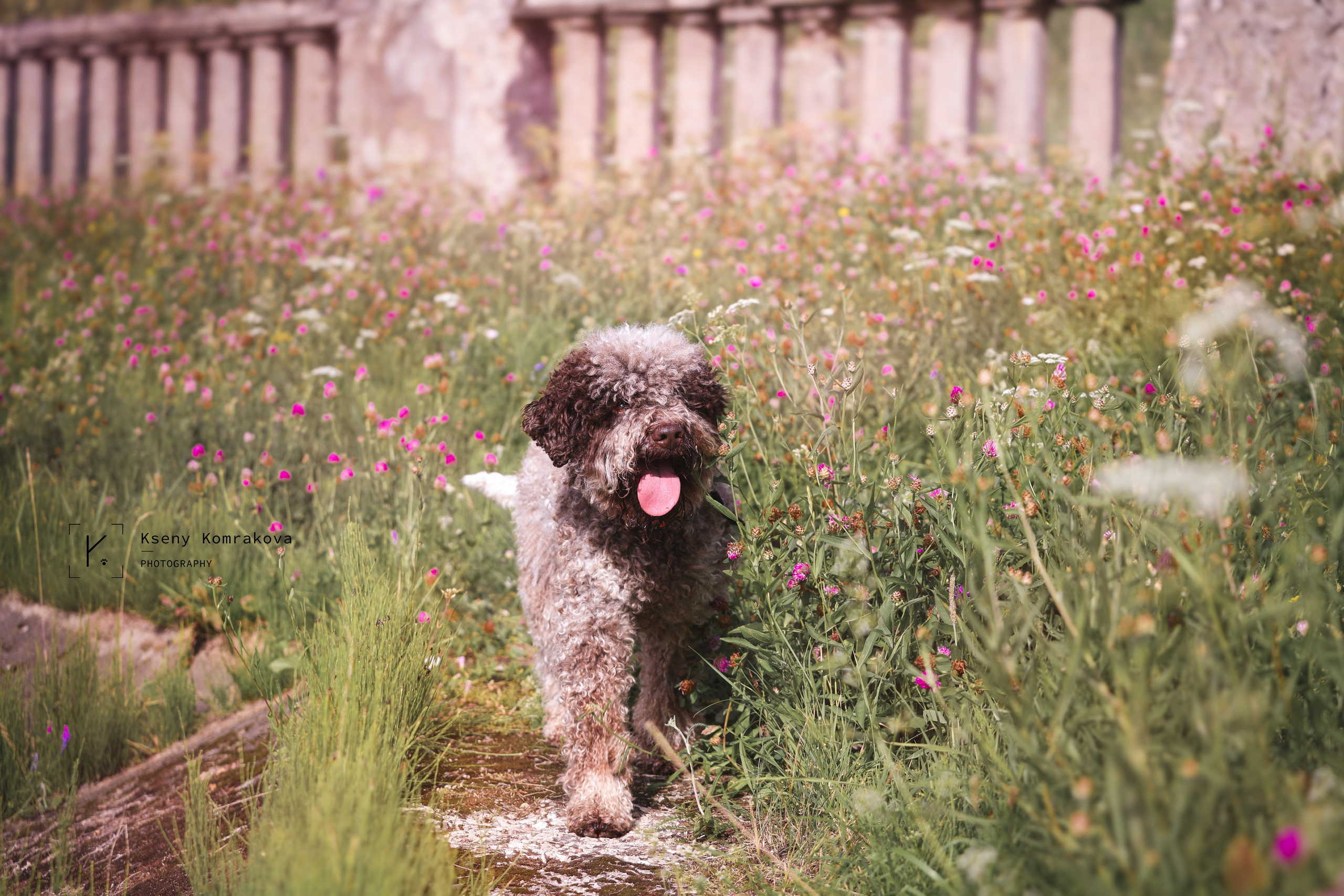 Съемка собак. Анималистика. Репортаж. Индивидуальная съемка