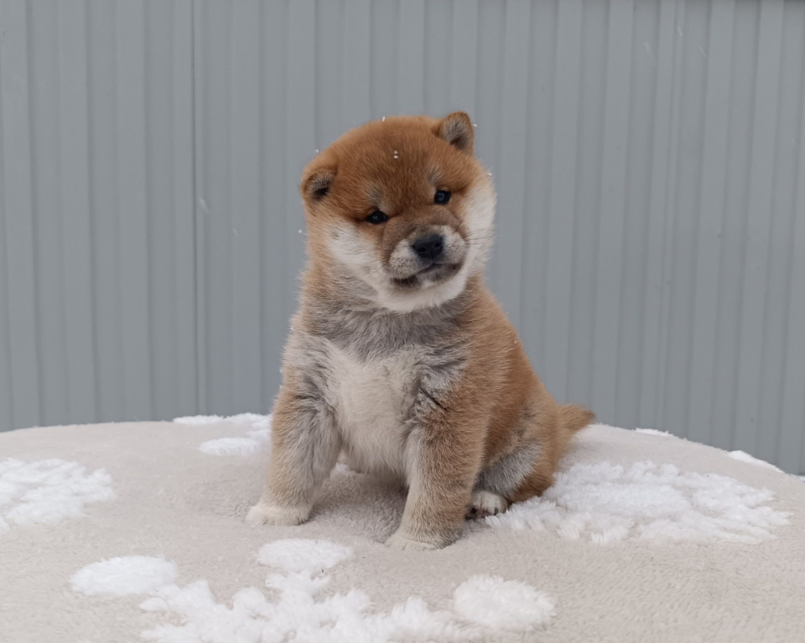 сиба питомник Рубилайт щенки на продажу rubylight  сиба щенки купить СПб Санкт-Петербург 