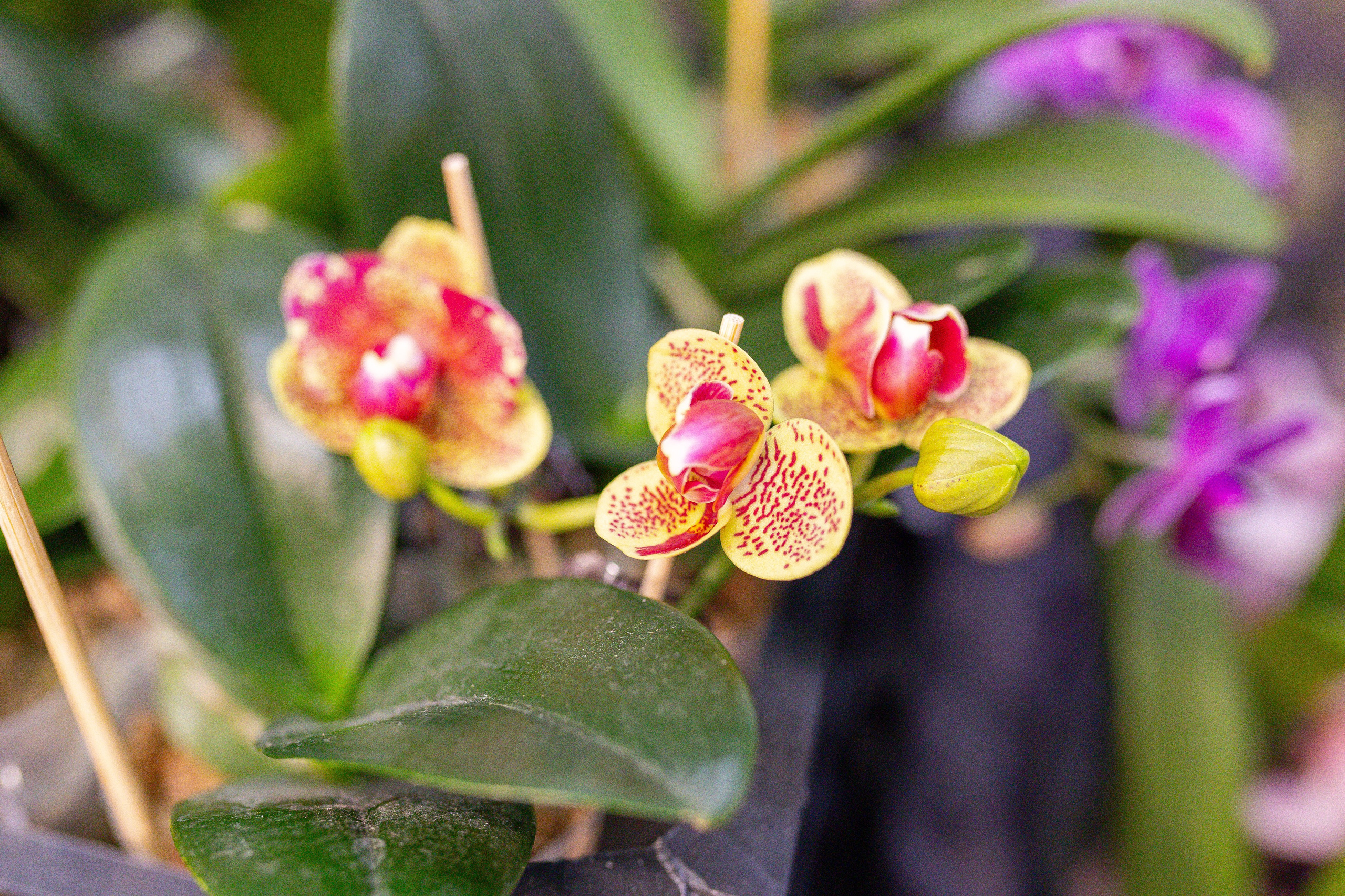 Орхидиум 12.2025. Александра Куликова фотограф, Москва