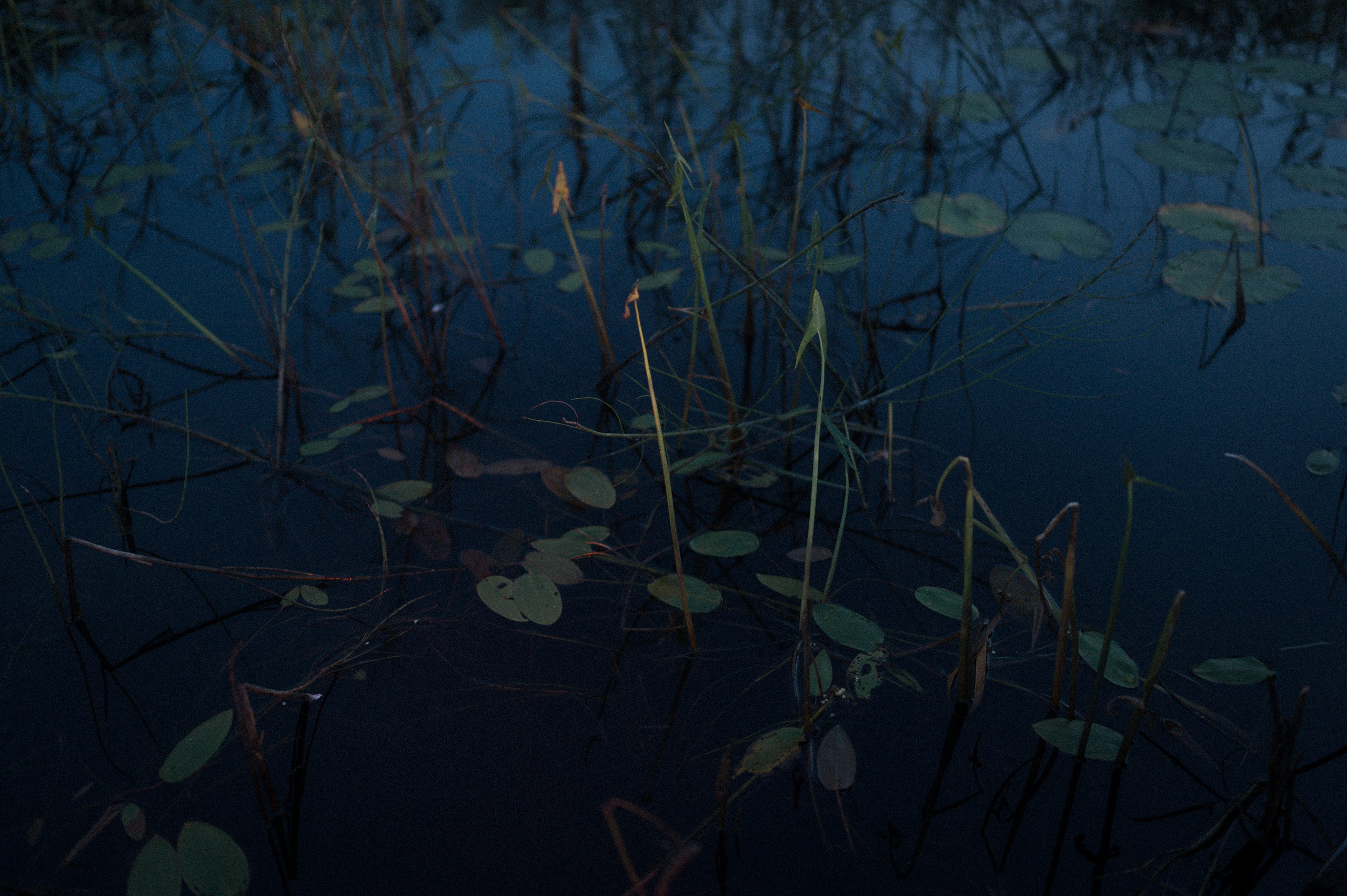 North 2024. Kartascheff