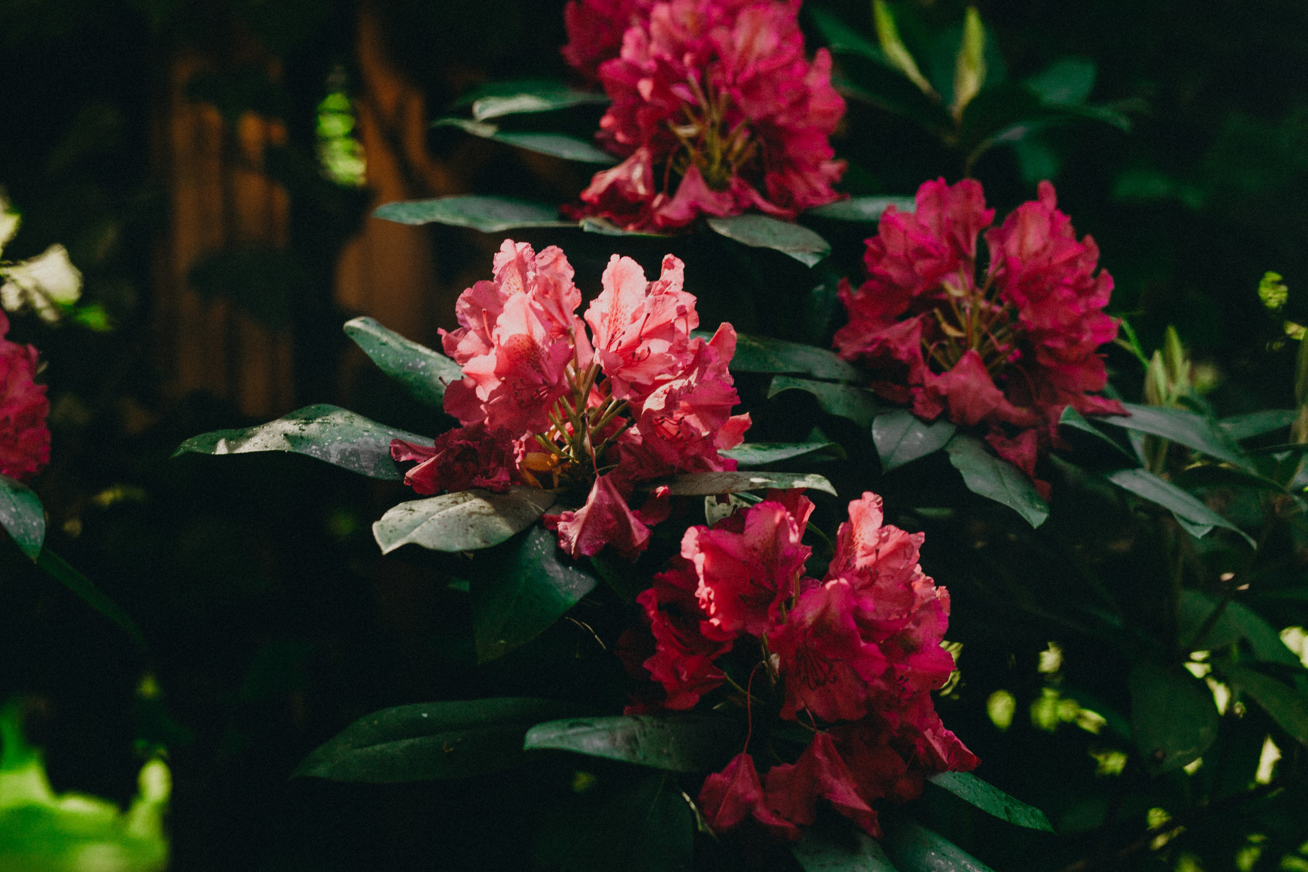 Anastasia Le. Фотограф в Калининграде