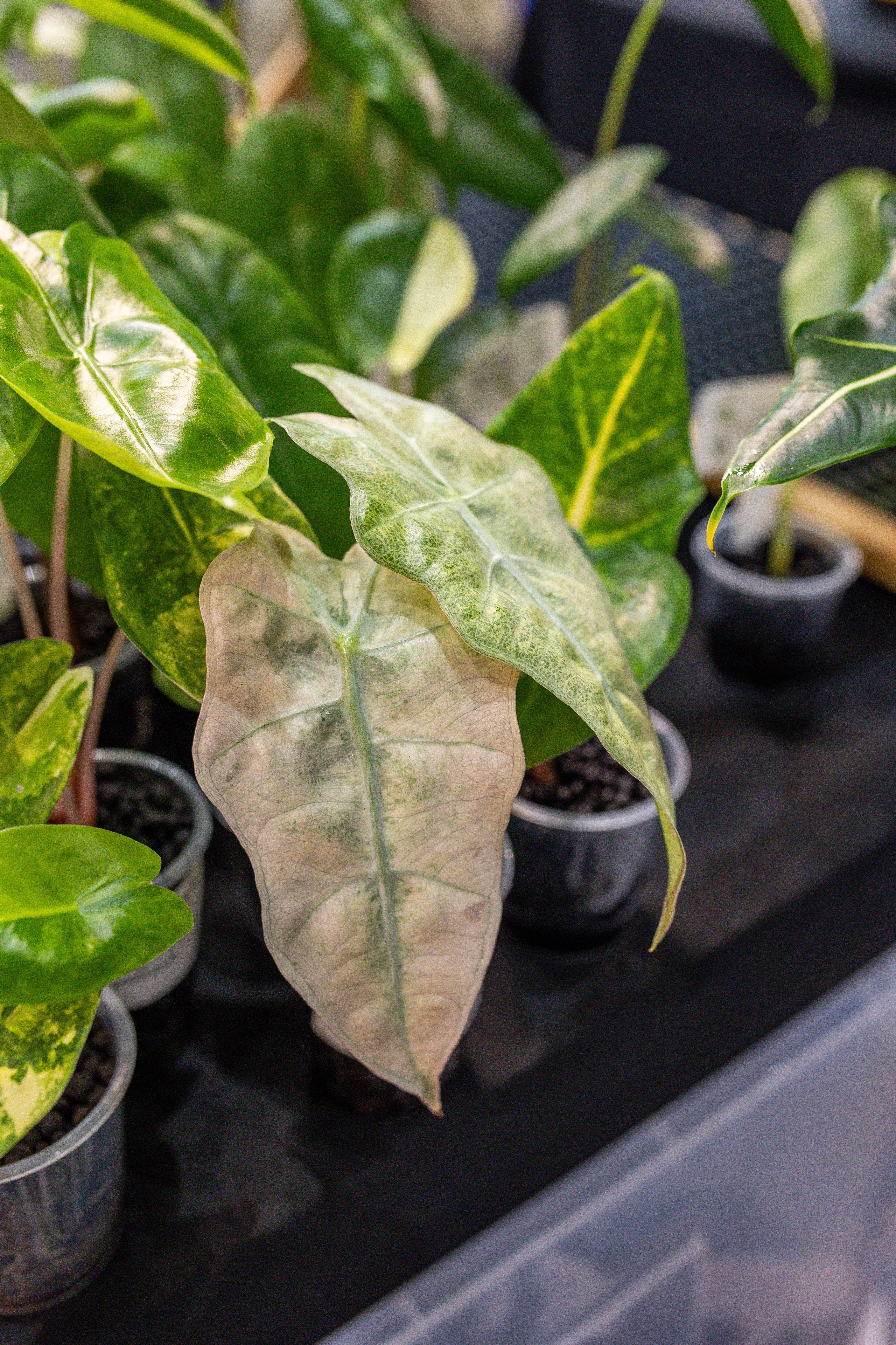 Монстериум апрель 2025. Александра Куликова фотограф, Москва