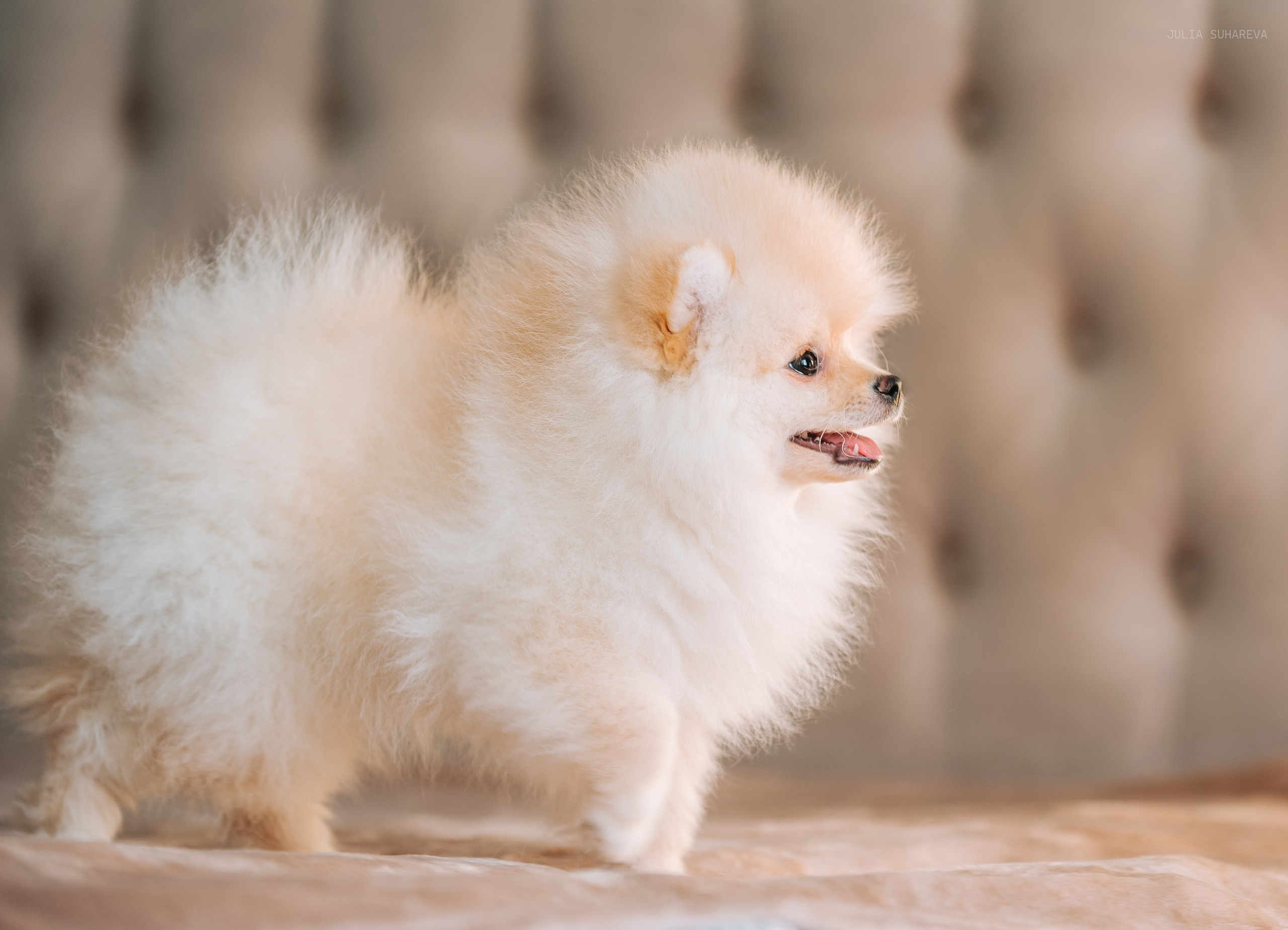 Шпицы дома. Главная