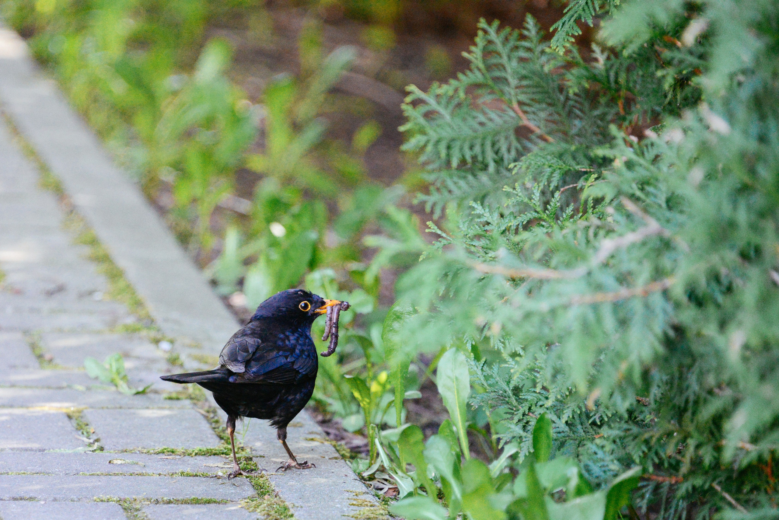 Черный дрозд с червем в клюве. Фотография