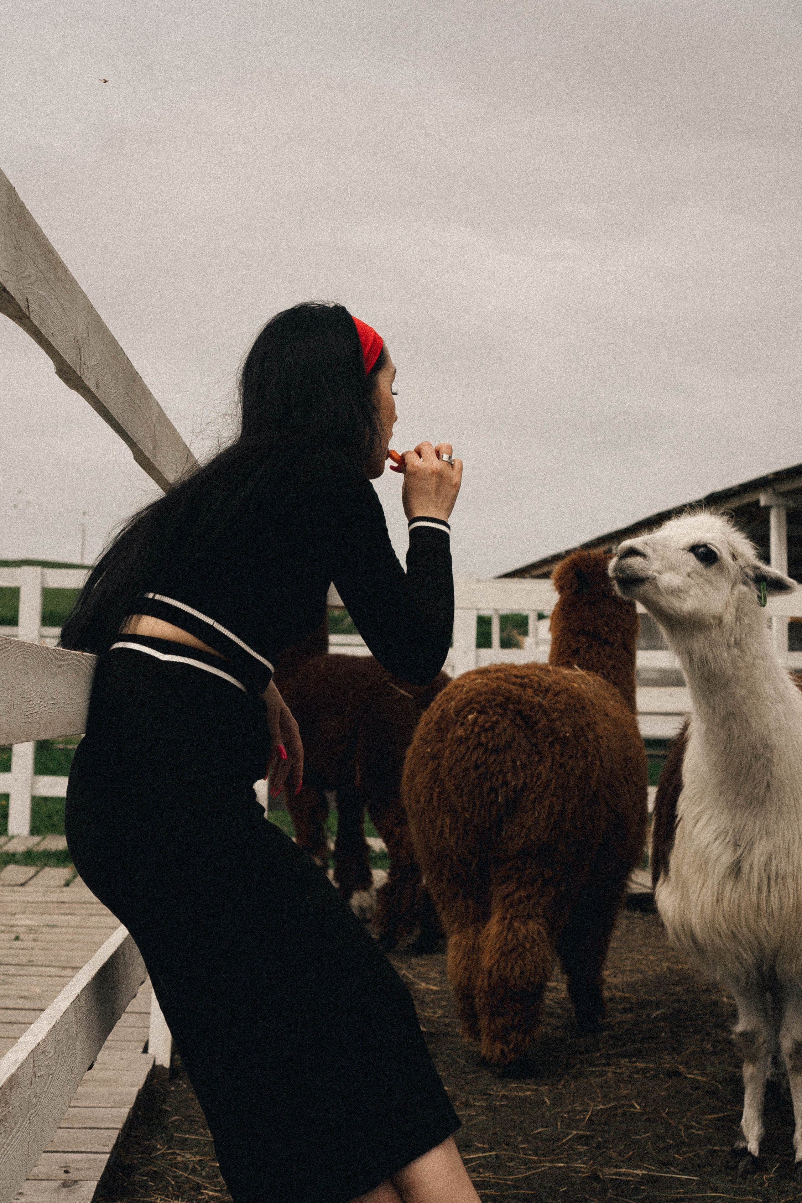 Ферма Альпак. Профессиональный фотограф, Санкт-Петербург — Виктория Богомолова