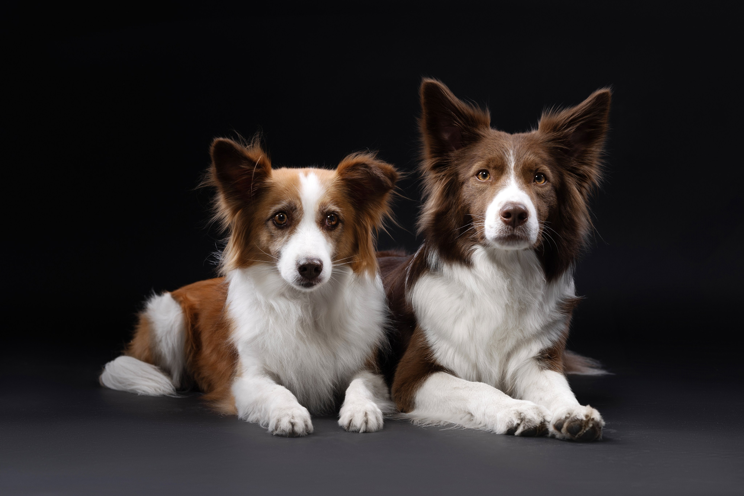 Беатрисс и бордер Вивьен в студии. Фотограф анималист в Москве Майорова Евгения