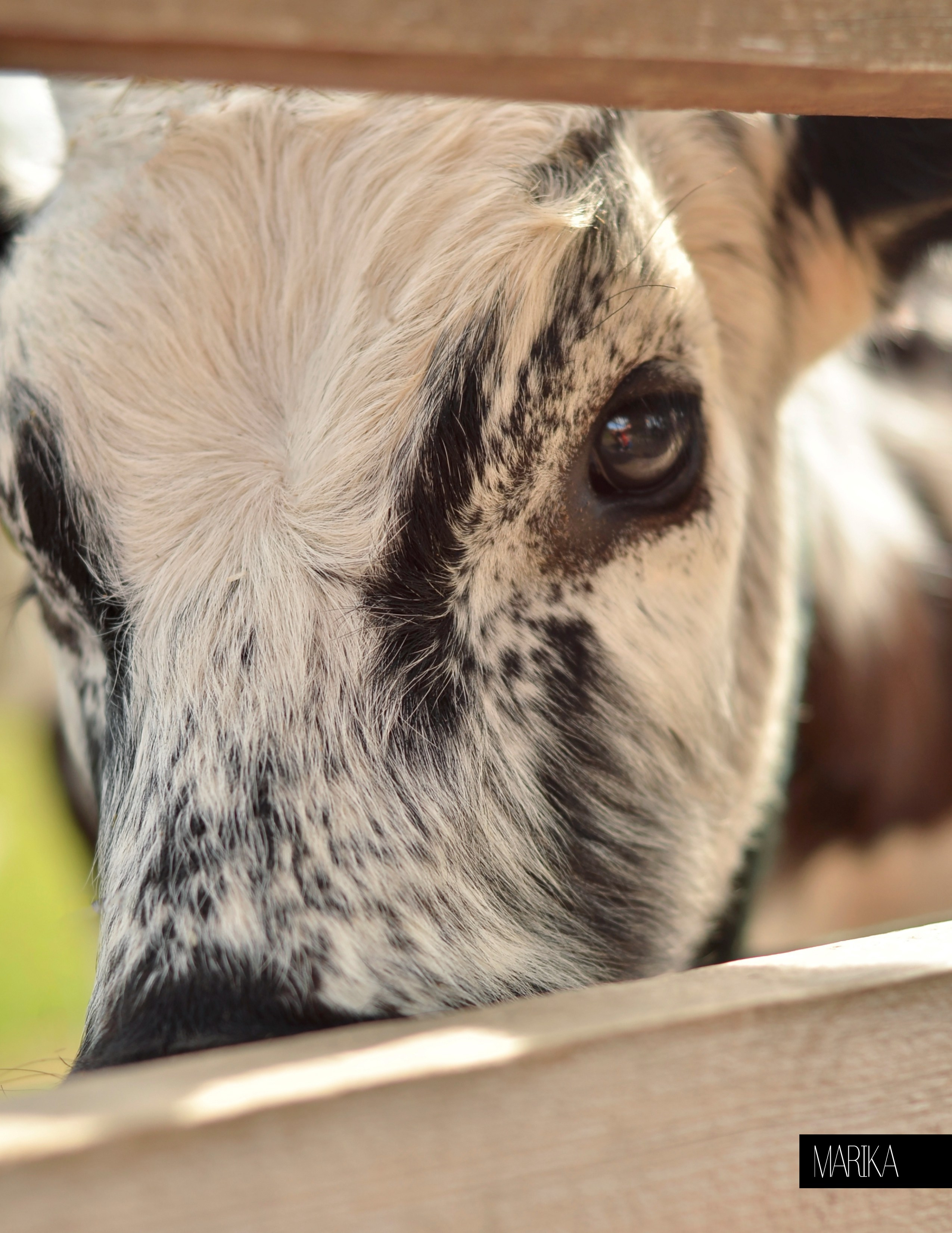 Публикации. Фотограф анималист