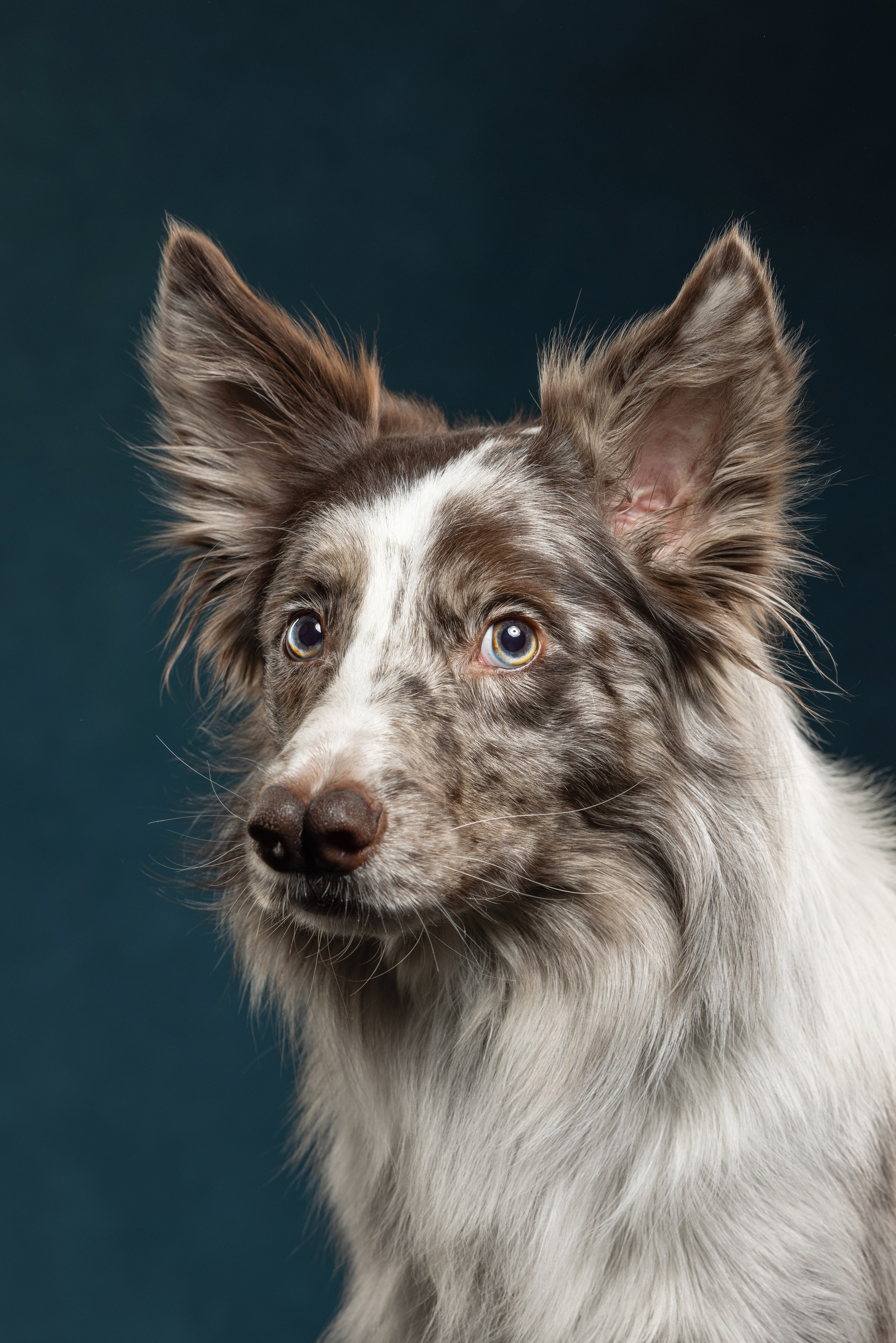 Бордер колли. Фотограф анималист Осипчикова Мария