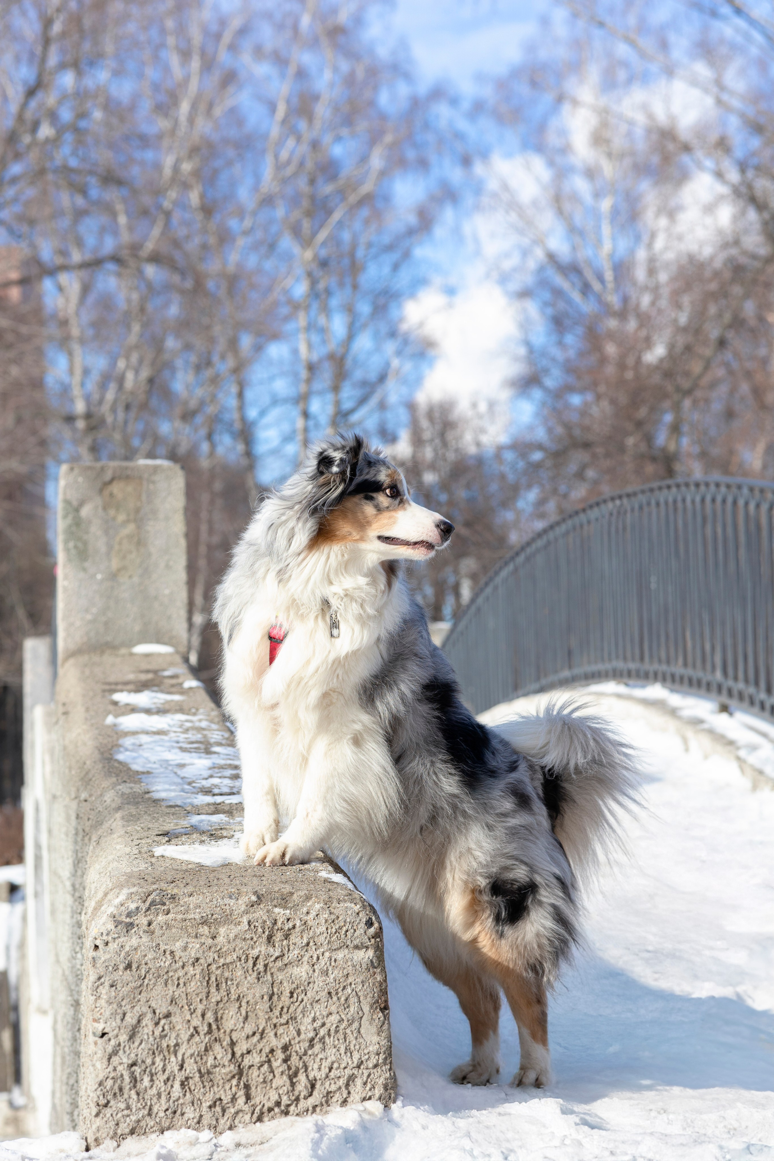 Съемка с собакой. Анастасия Белаш