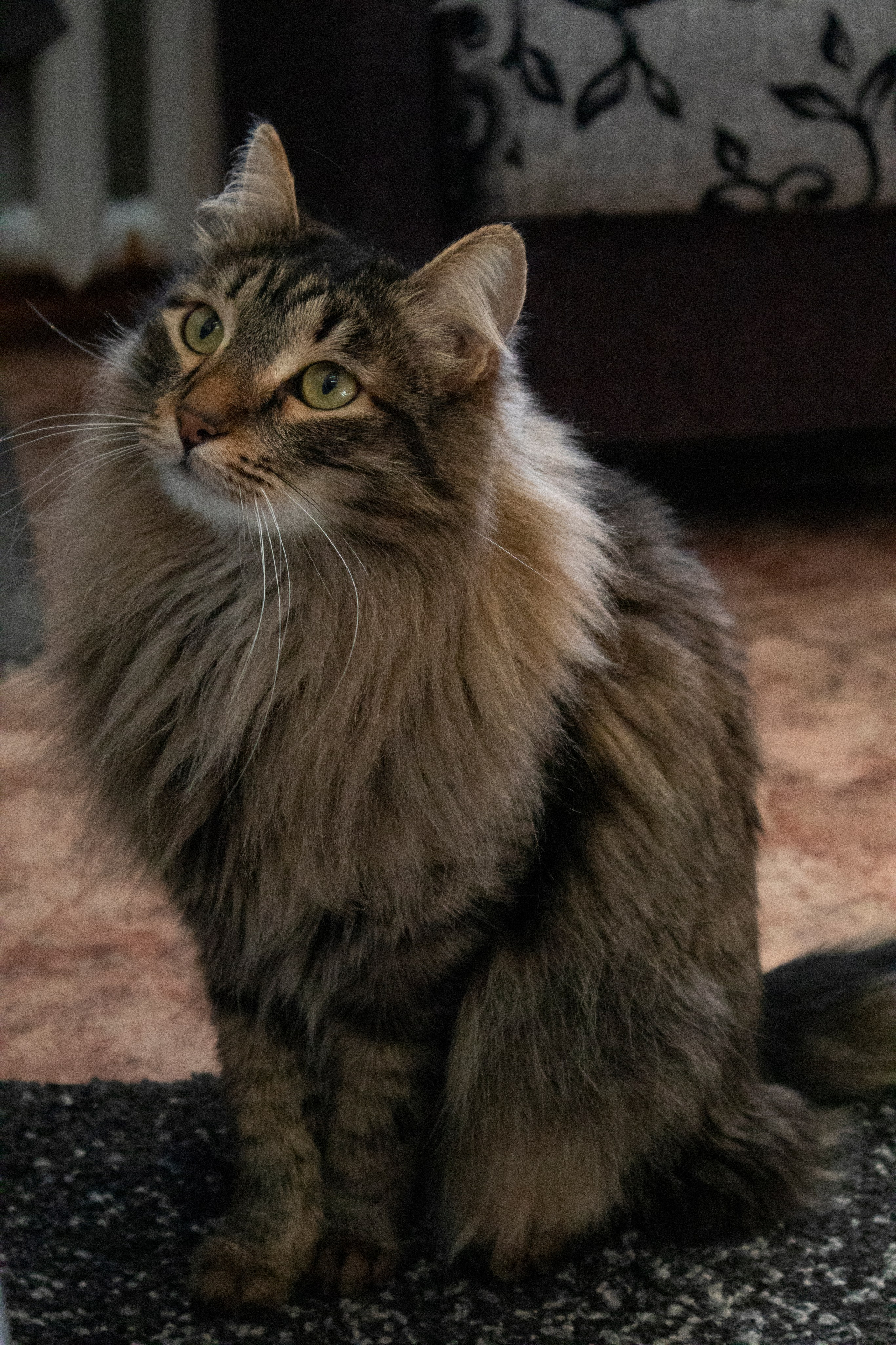 Животные. Фотограф Красноярск | Касьянова Мира