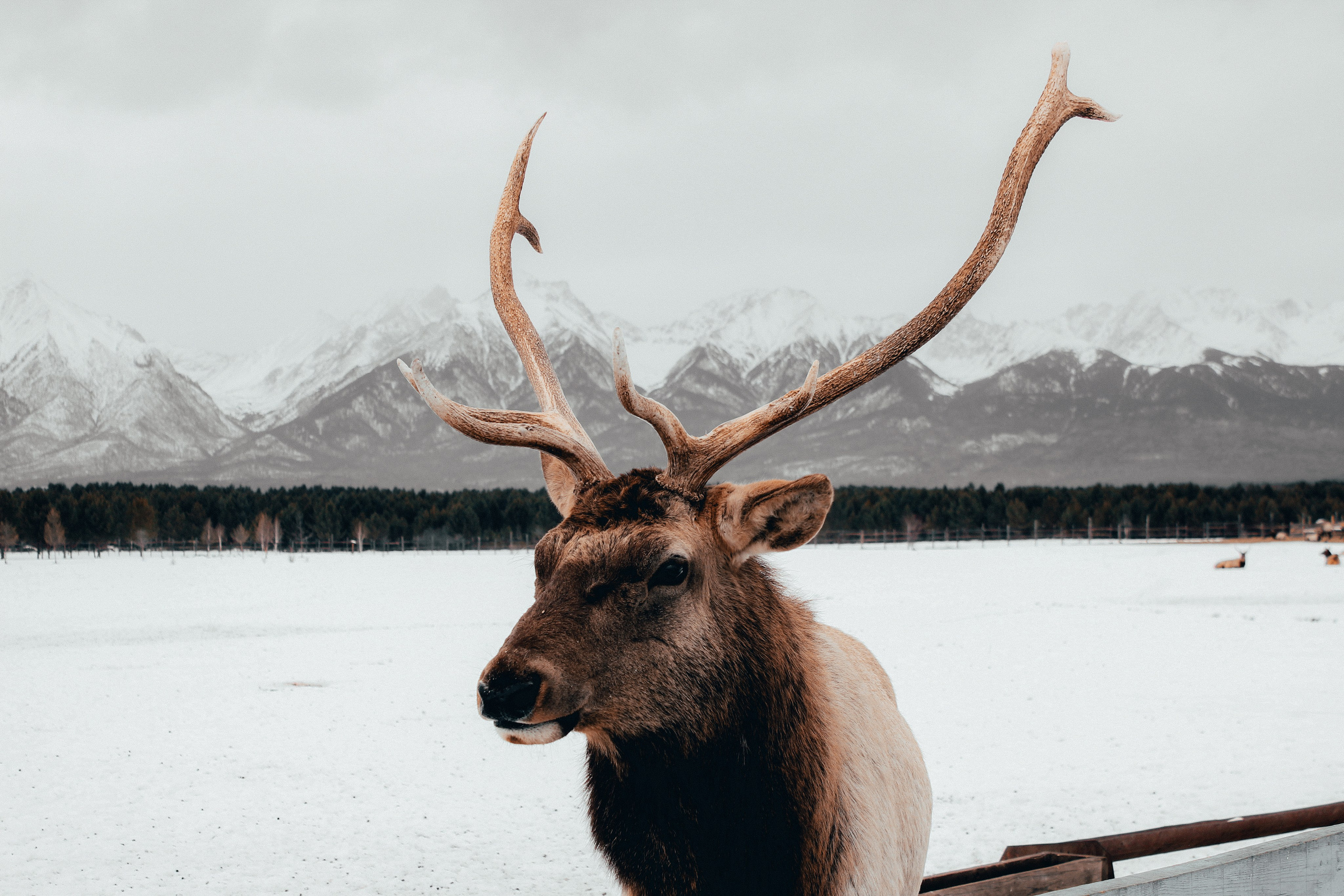 ARSHAN | SAYANY. Главная