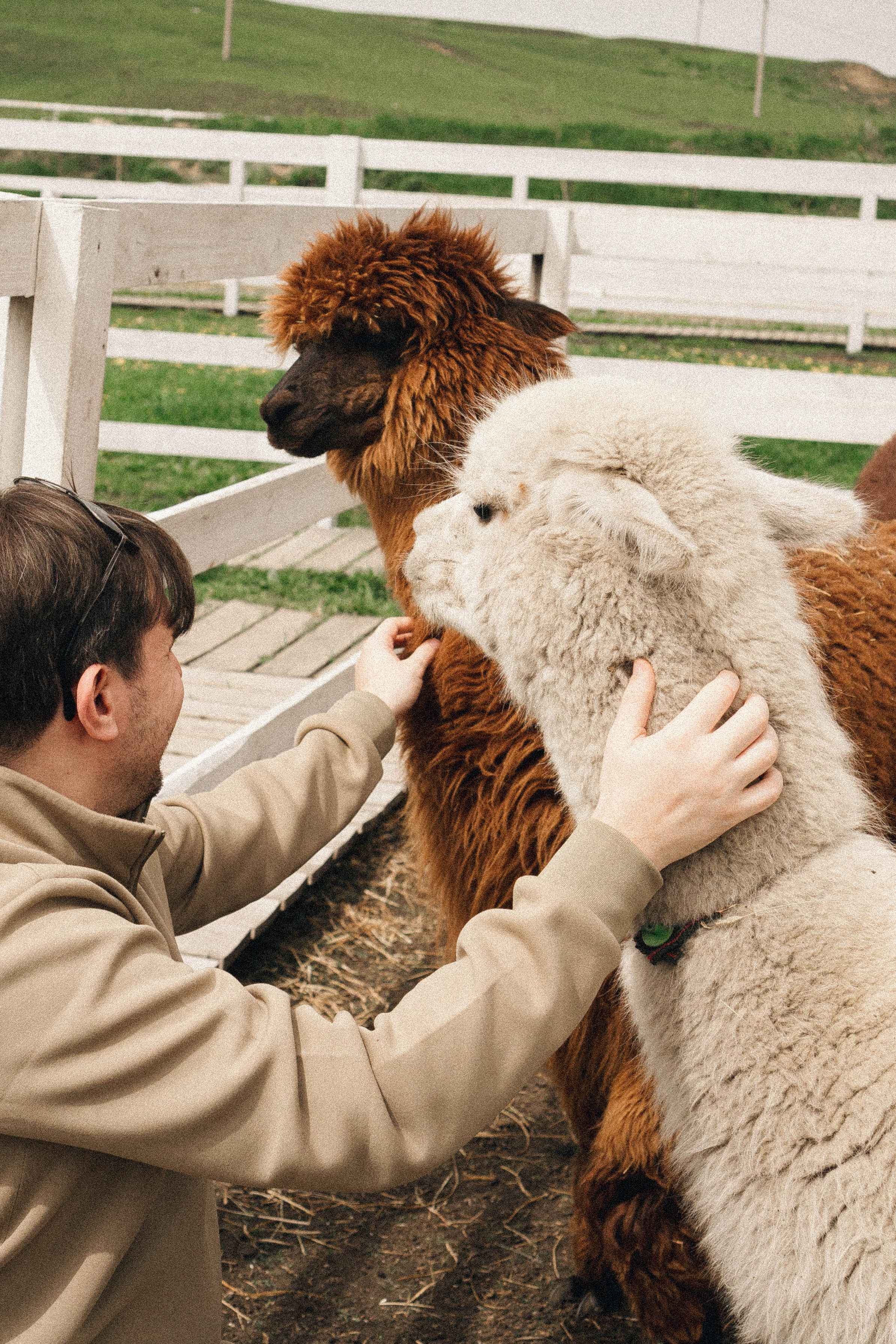 Ферма Альпак. Профессиональный фотограф, Санкт-Петербург — Виктория Богомолова